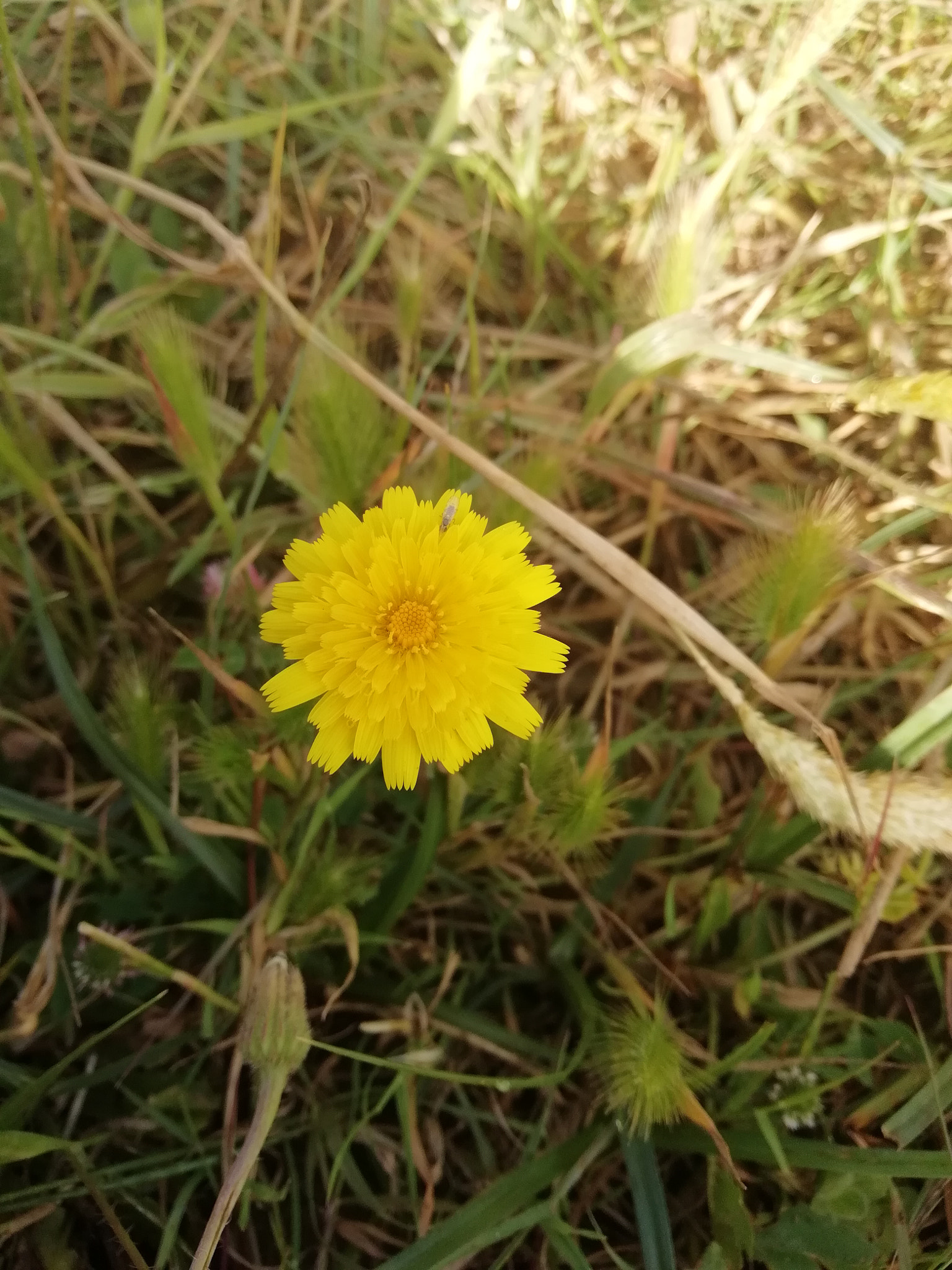HUAWEI P SMART sample photo