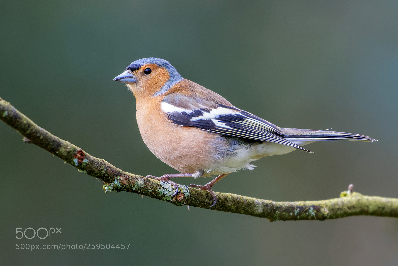 Nikon D500 sample photo. Chaffinch photography