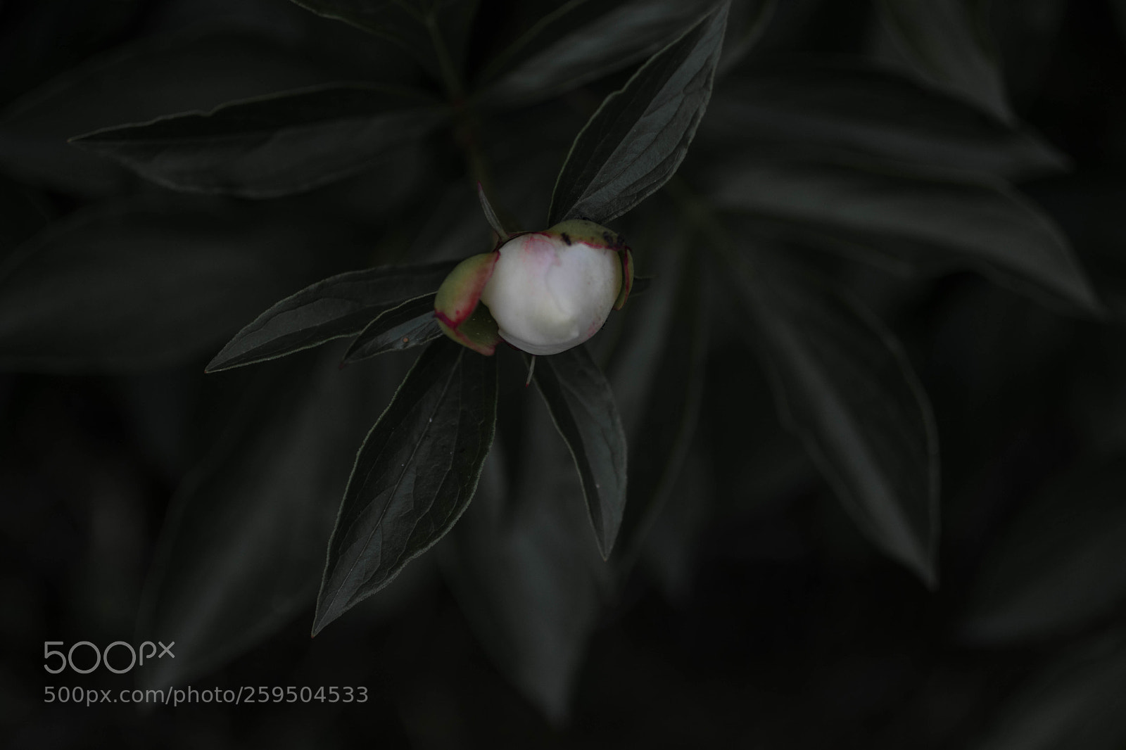 Canon EOS 800D (EOS Rebel T7i / EOS Kiss X9i) sample photo. Growth photography
