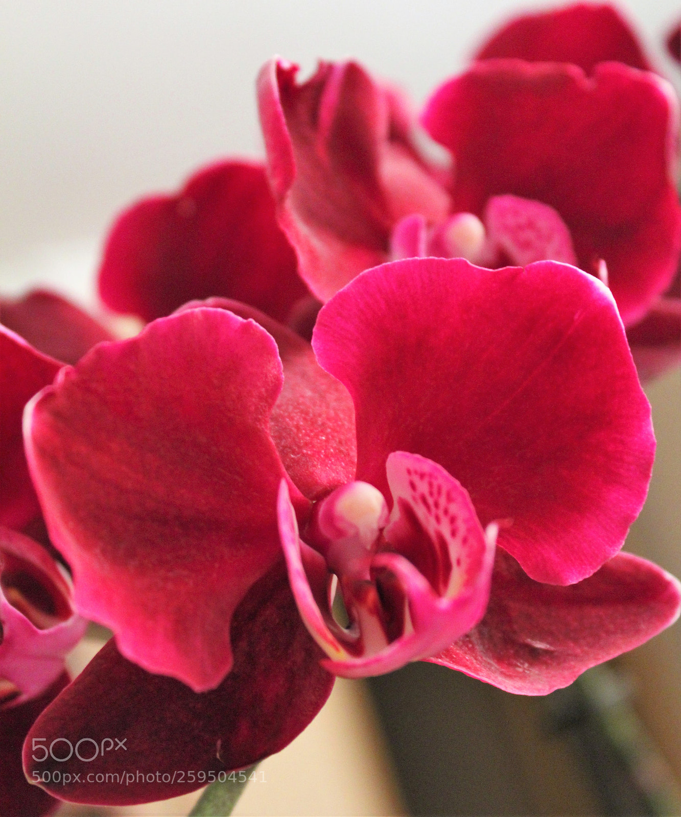 Canon EOS 1300D (EOS Rebel T6 / EOS Kiss X80) sample photo. Orquidea photography