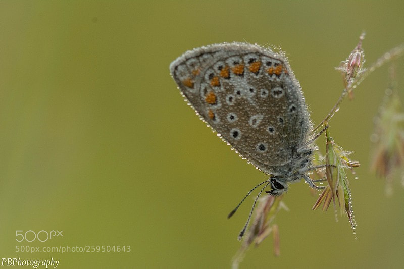 Nikon D7100 sample photo. Butterfly photography