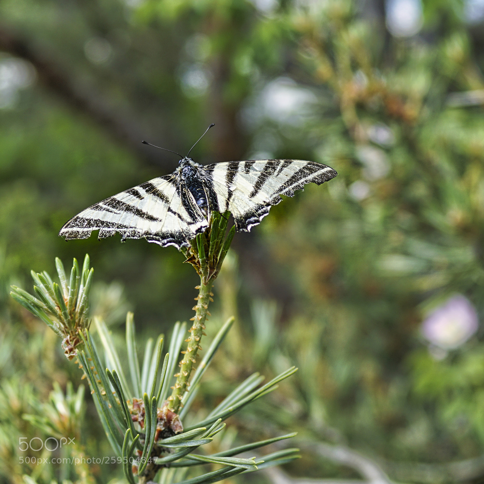 Sony ILCA-77M2 sample photo. Segelfalter photography