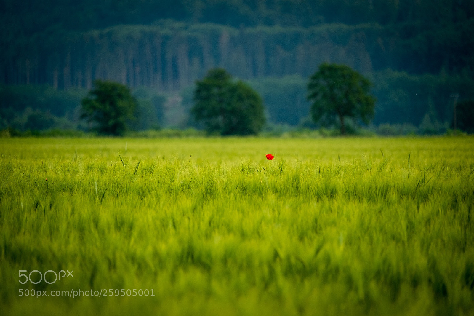 Fujifilm X-T2 sample photo. Mohn photography