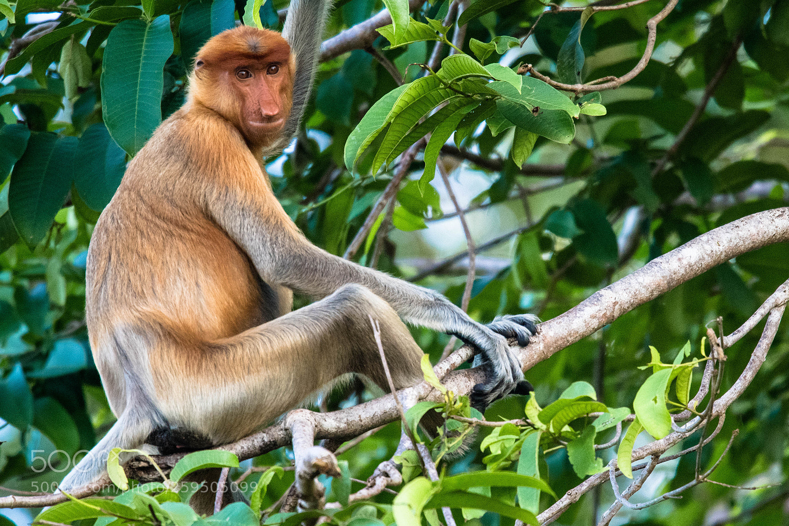 Nikon D500 sample photo. Female probiscus monkey photography