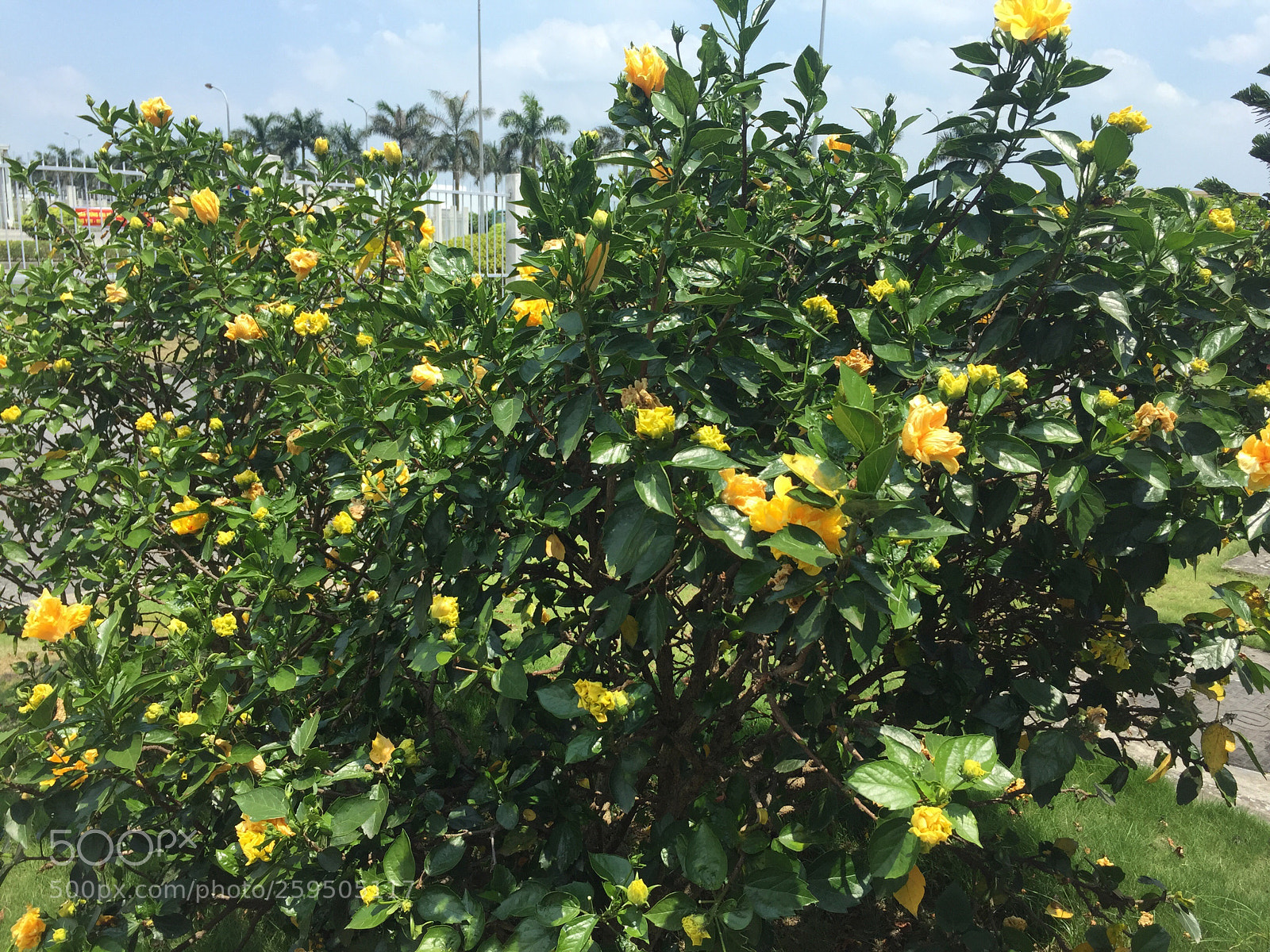 Apple iPhone 6 sample photo. Hibiscus flowers photography