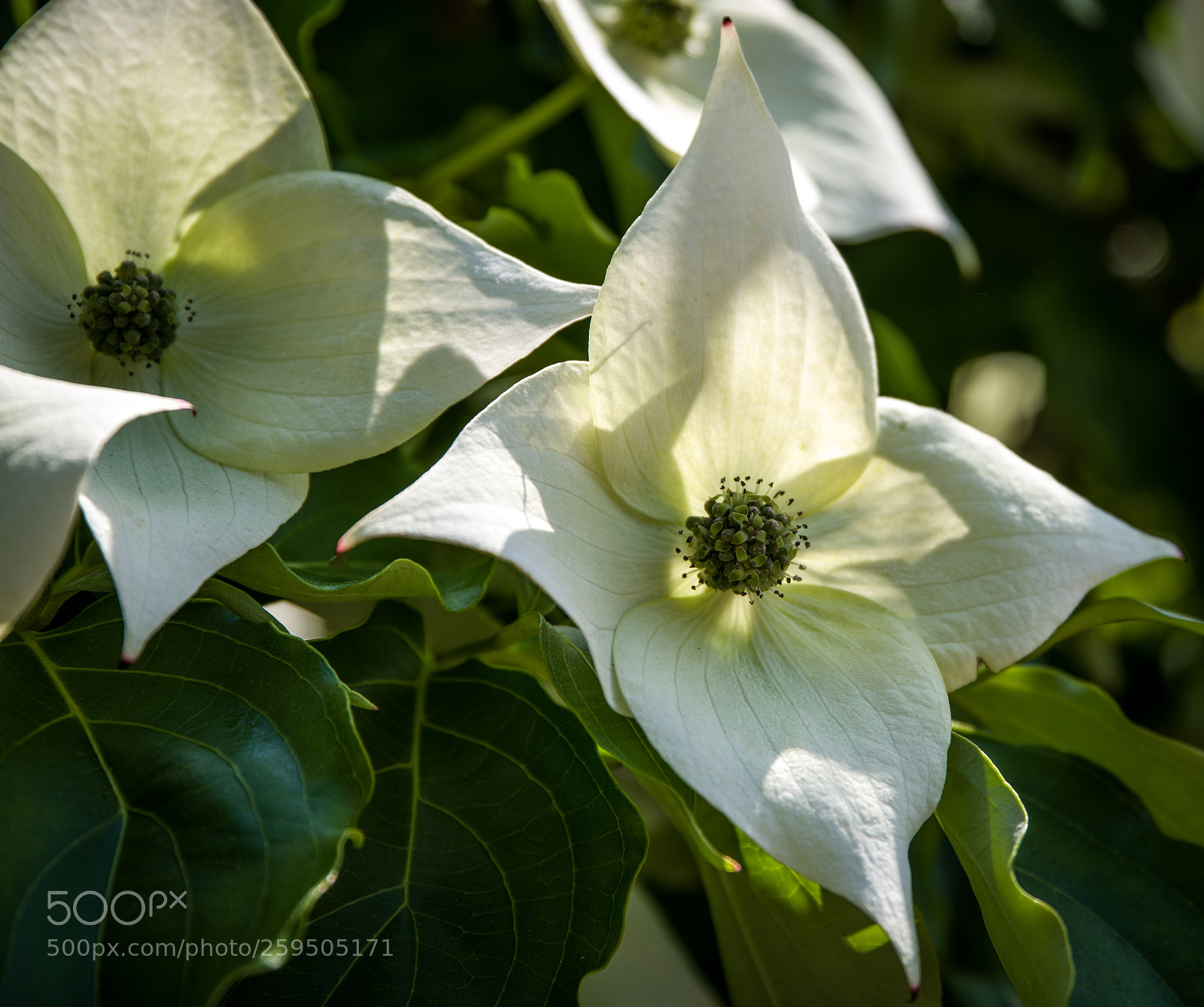 Pentax K-1 sample photo. White star 1 photography