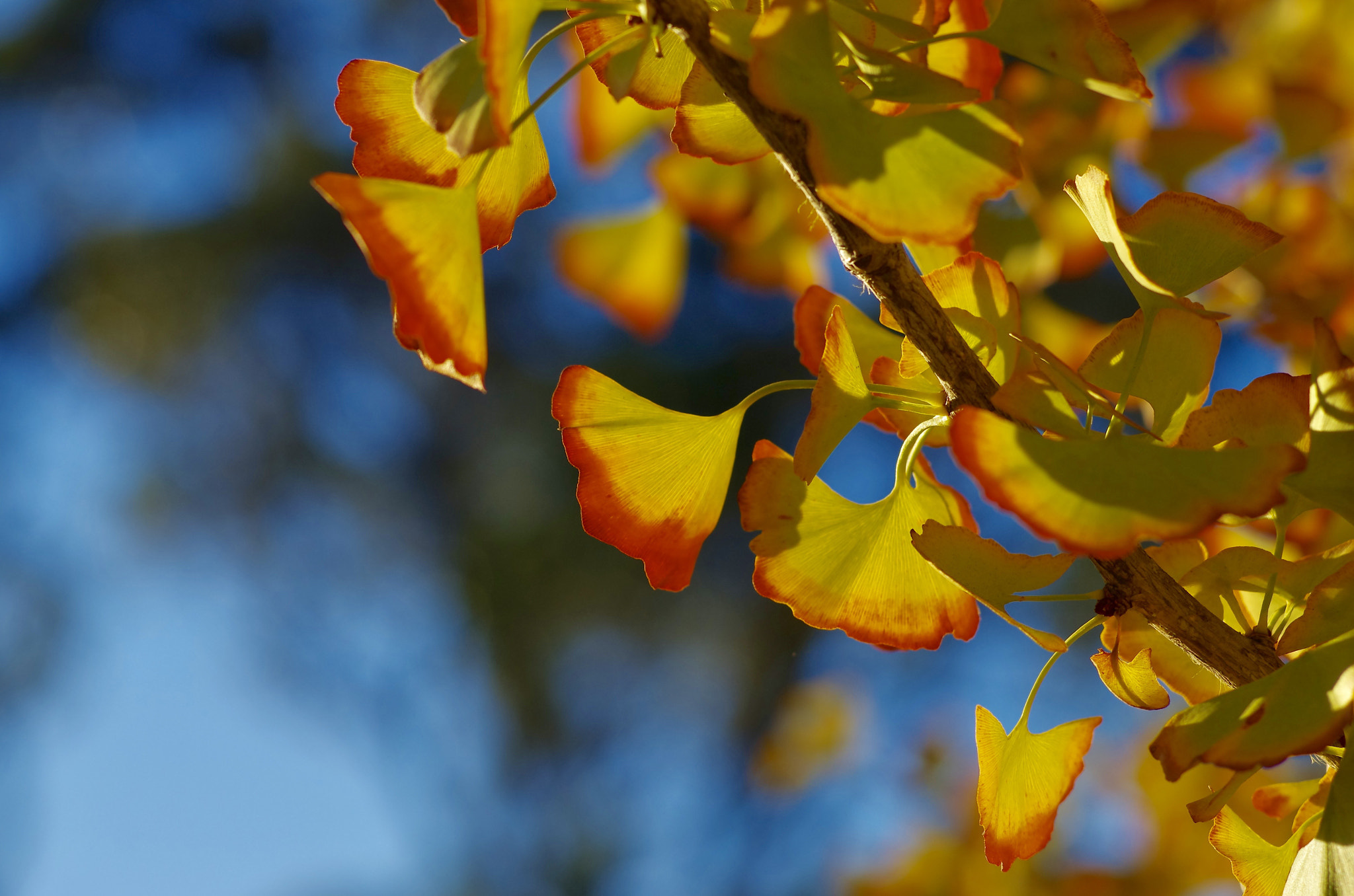 Pentax K-5 IIs sample photo. Autumn photography