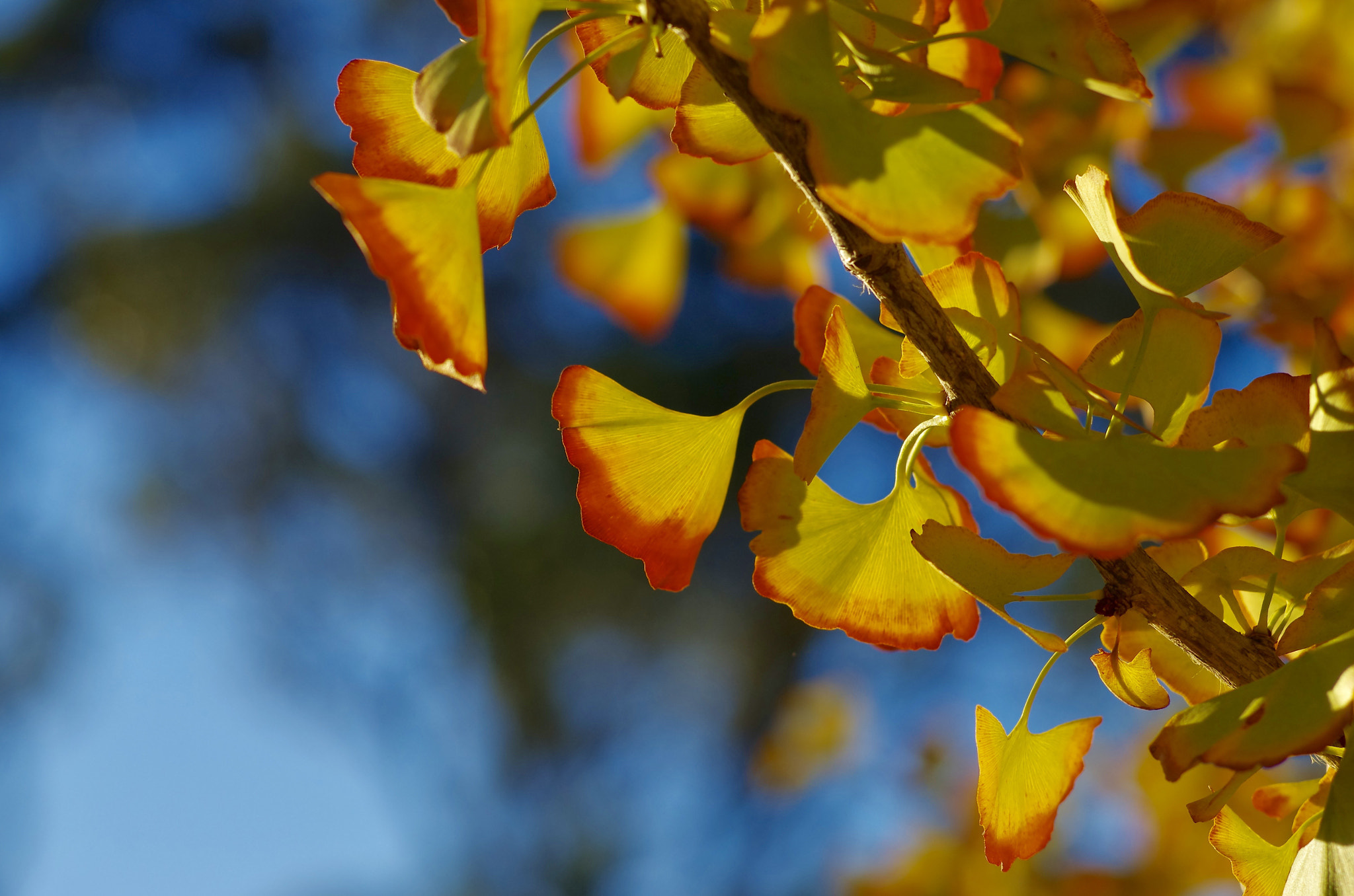 Pentax K-5 IIs sample photo. Autumn photography