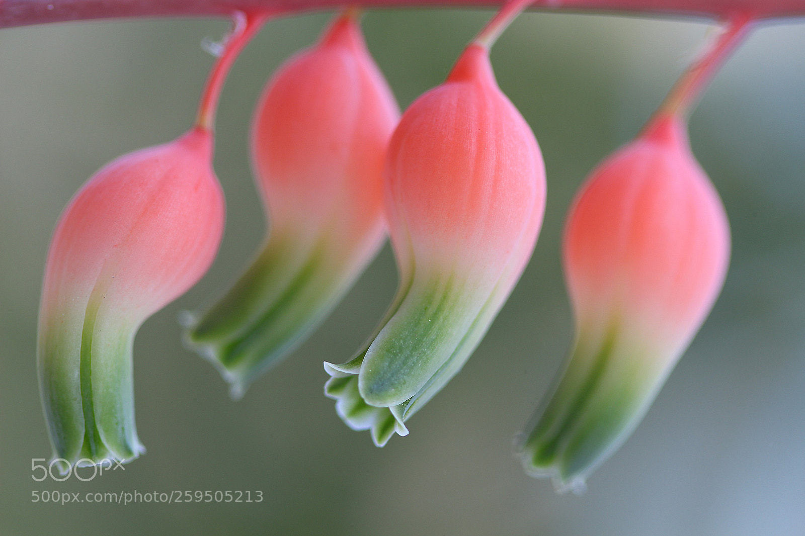 Canon EOS 650D (EOS Rebel T4i / EOS Kiss X6i) sample photo. Succulent series 9 photography