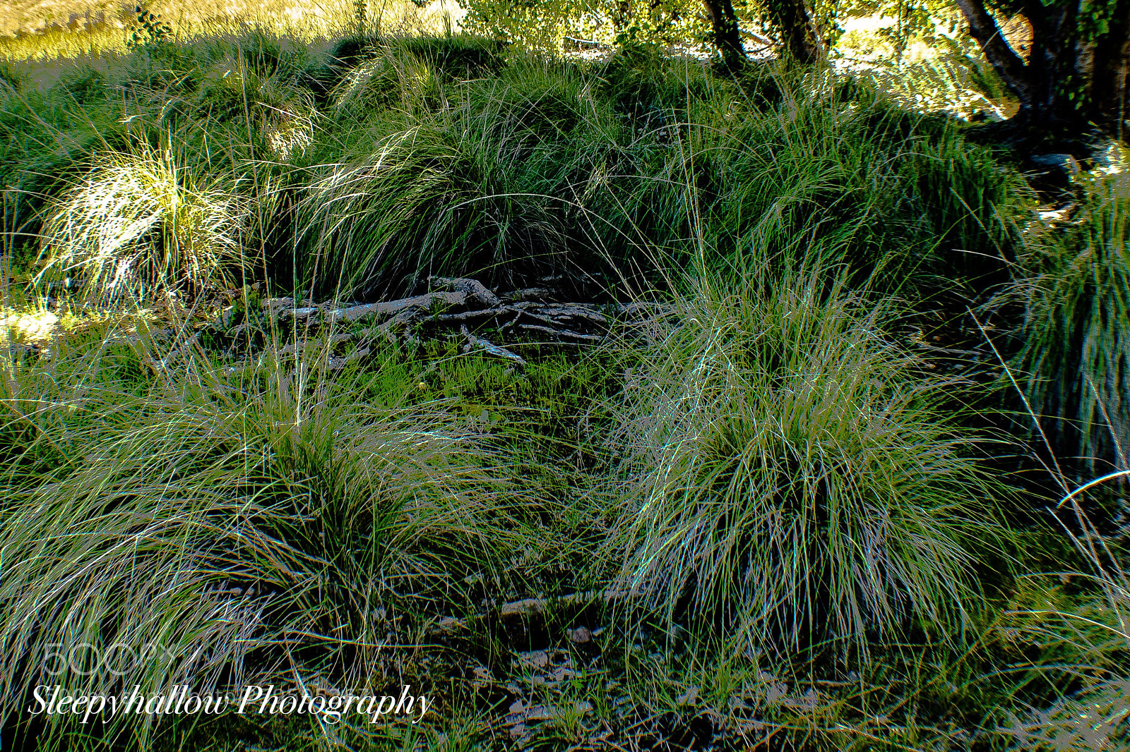 Canon EOS 1300D (EOS Rebel T6 / EOS Kiss X80) sample photo. Pompous grass photography