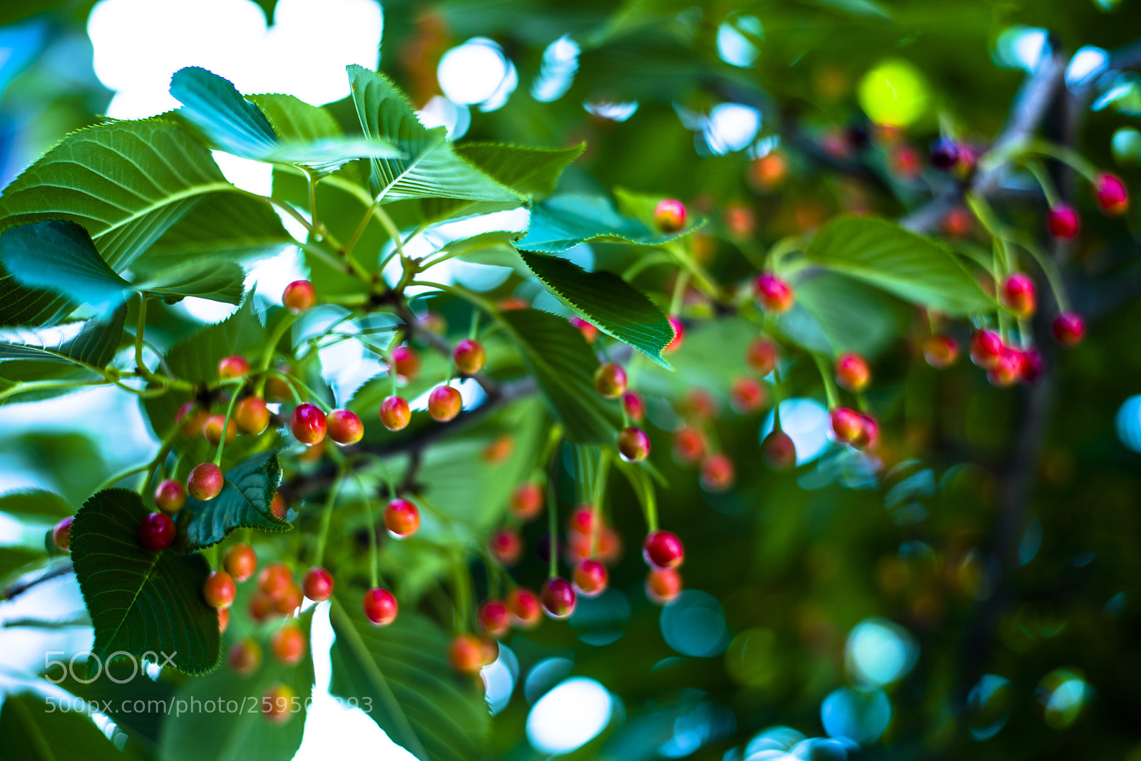 Nikon D810 sample photo. In a world   no.14 photography