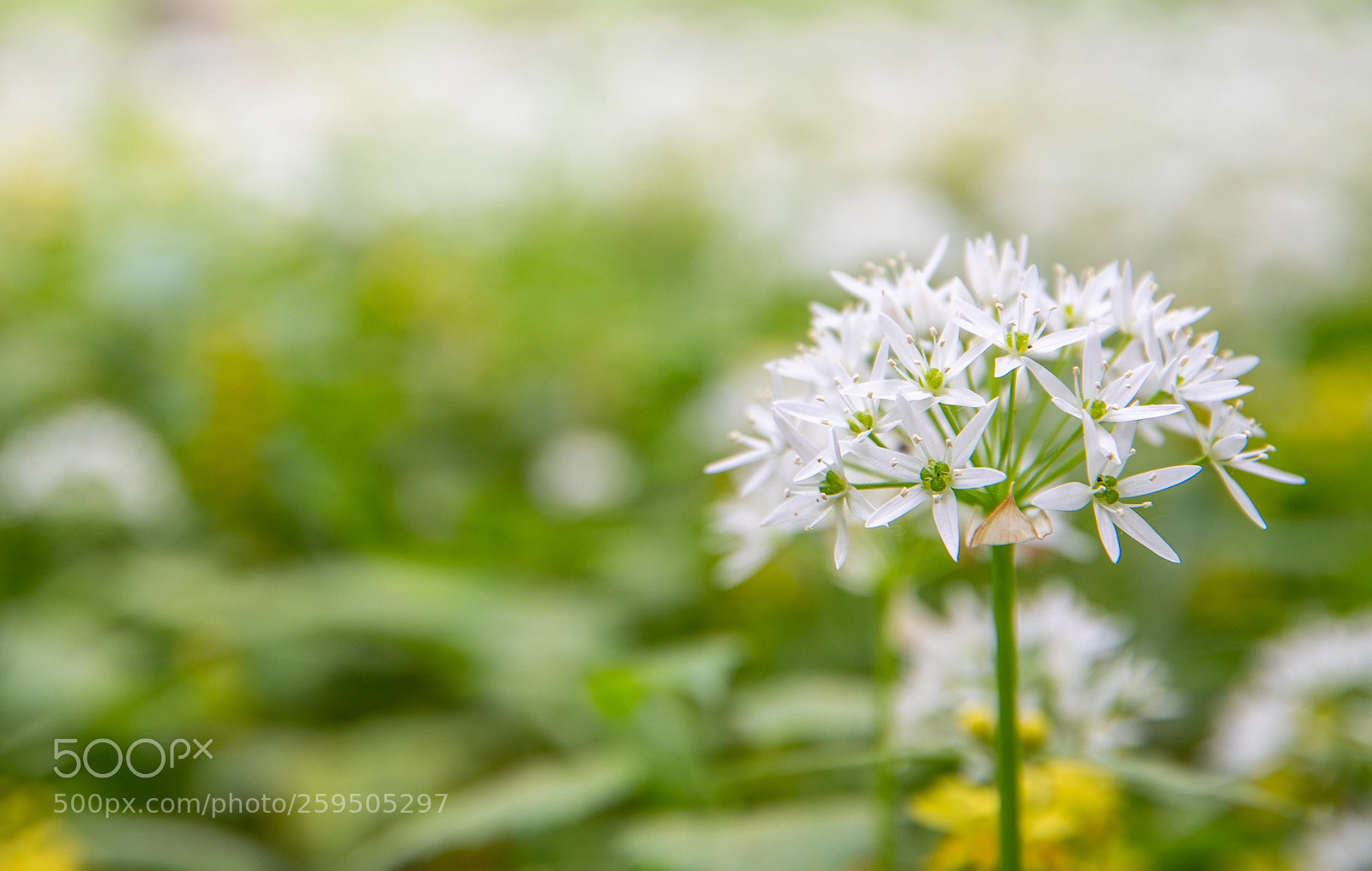 Canon EOS 6D Mark II sample photo. Donau auen photography