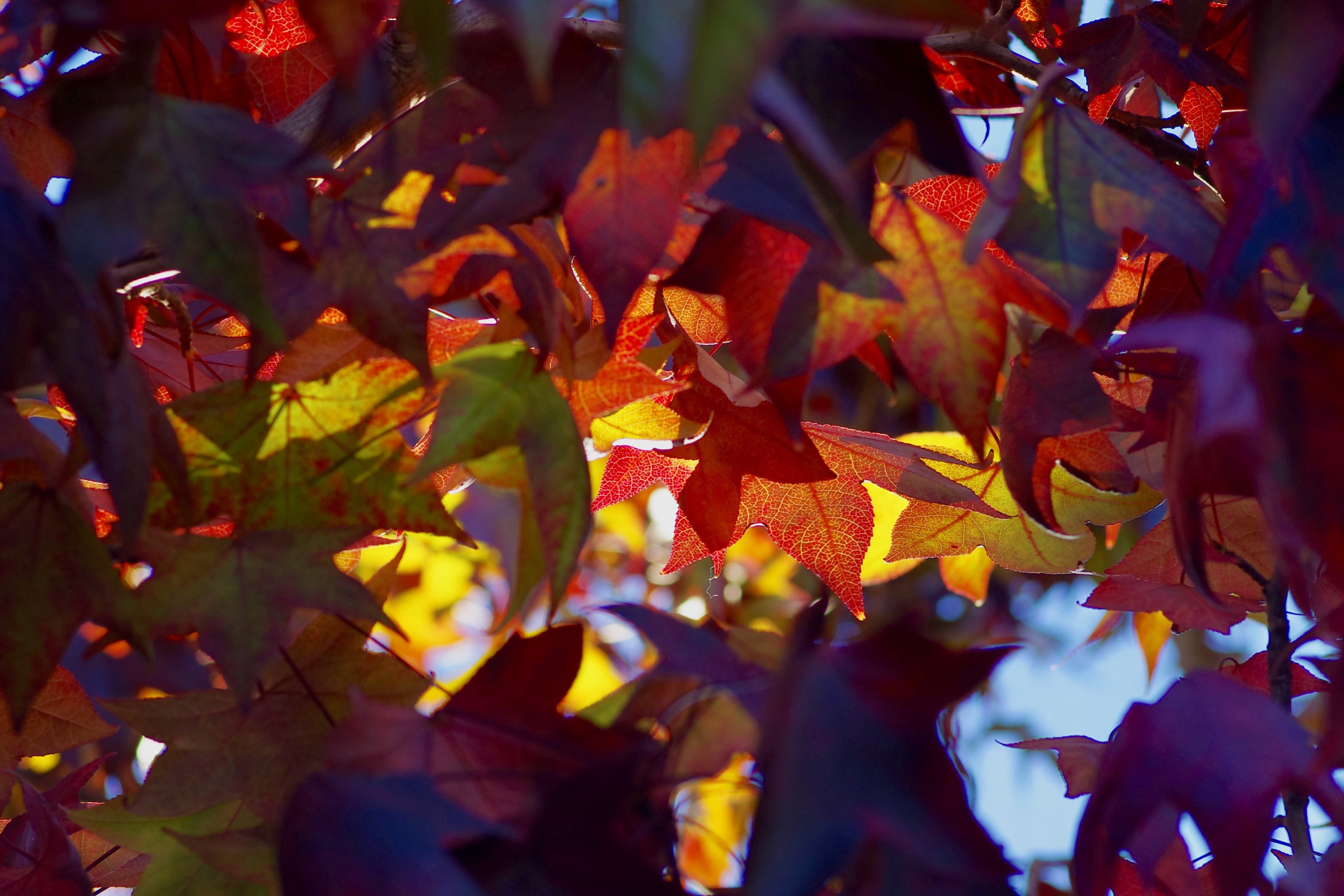 Pentax K-5 IIs sample photo. Red leaf photography