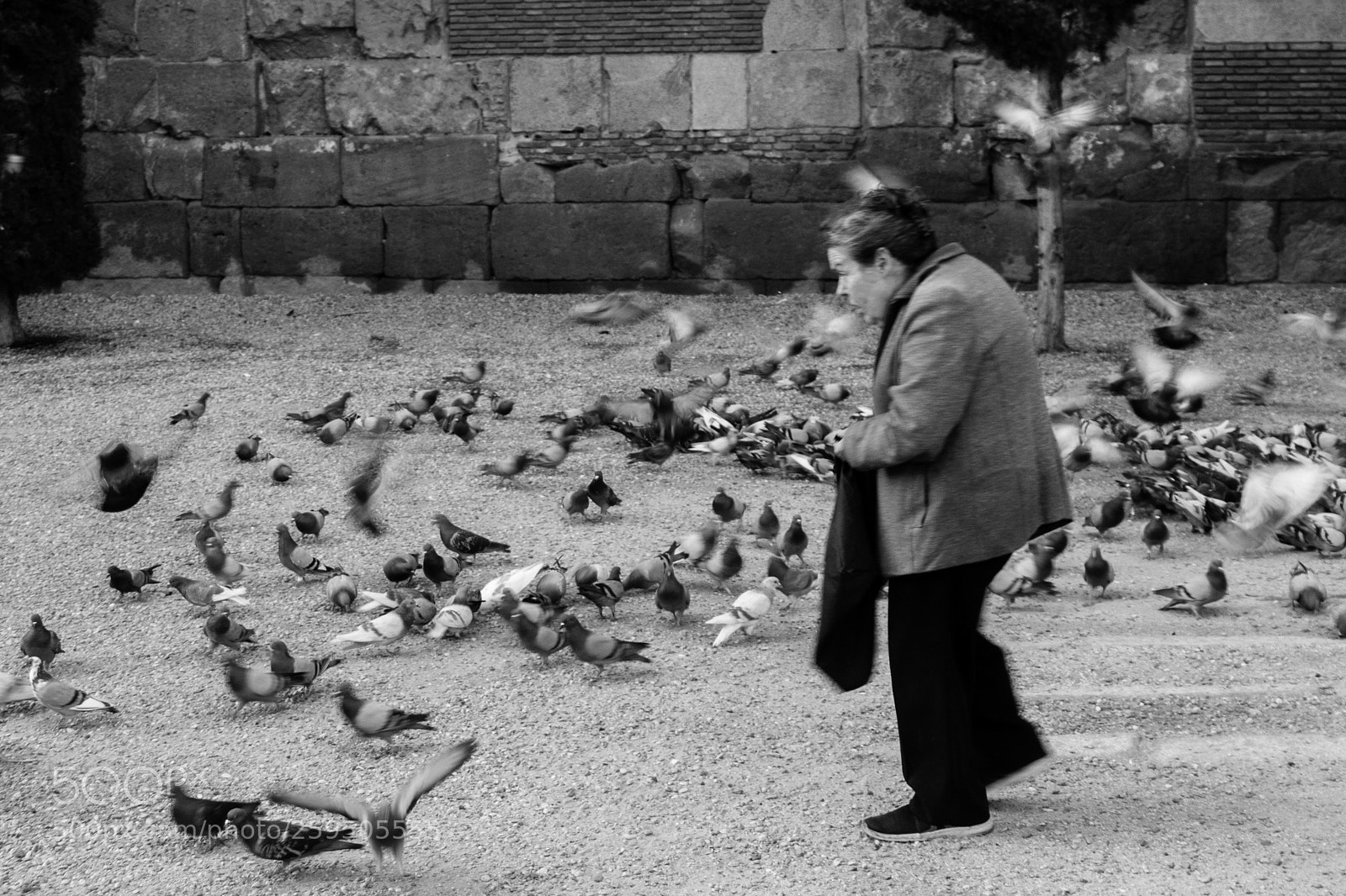 Canon EOS 1300D (EOS Rebel T6 / EOS Kiss X80) sample photo. Pigeons photography