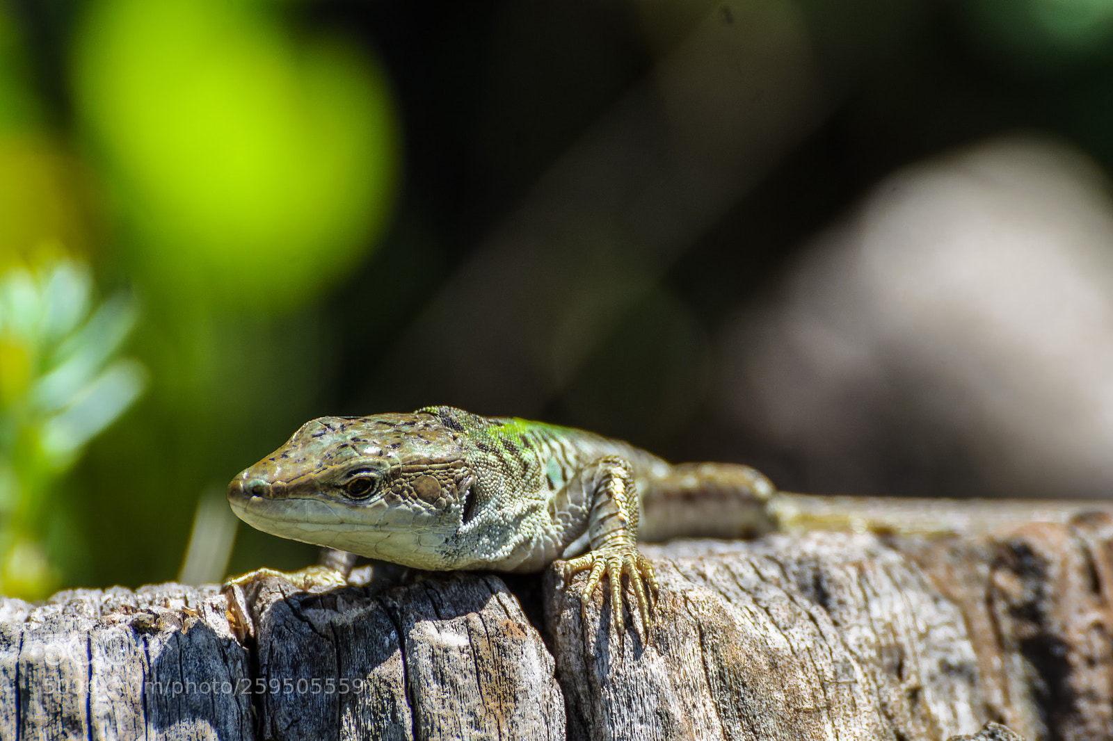 Nikon D7000 sample photo. Lizzard photography