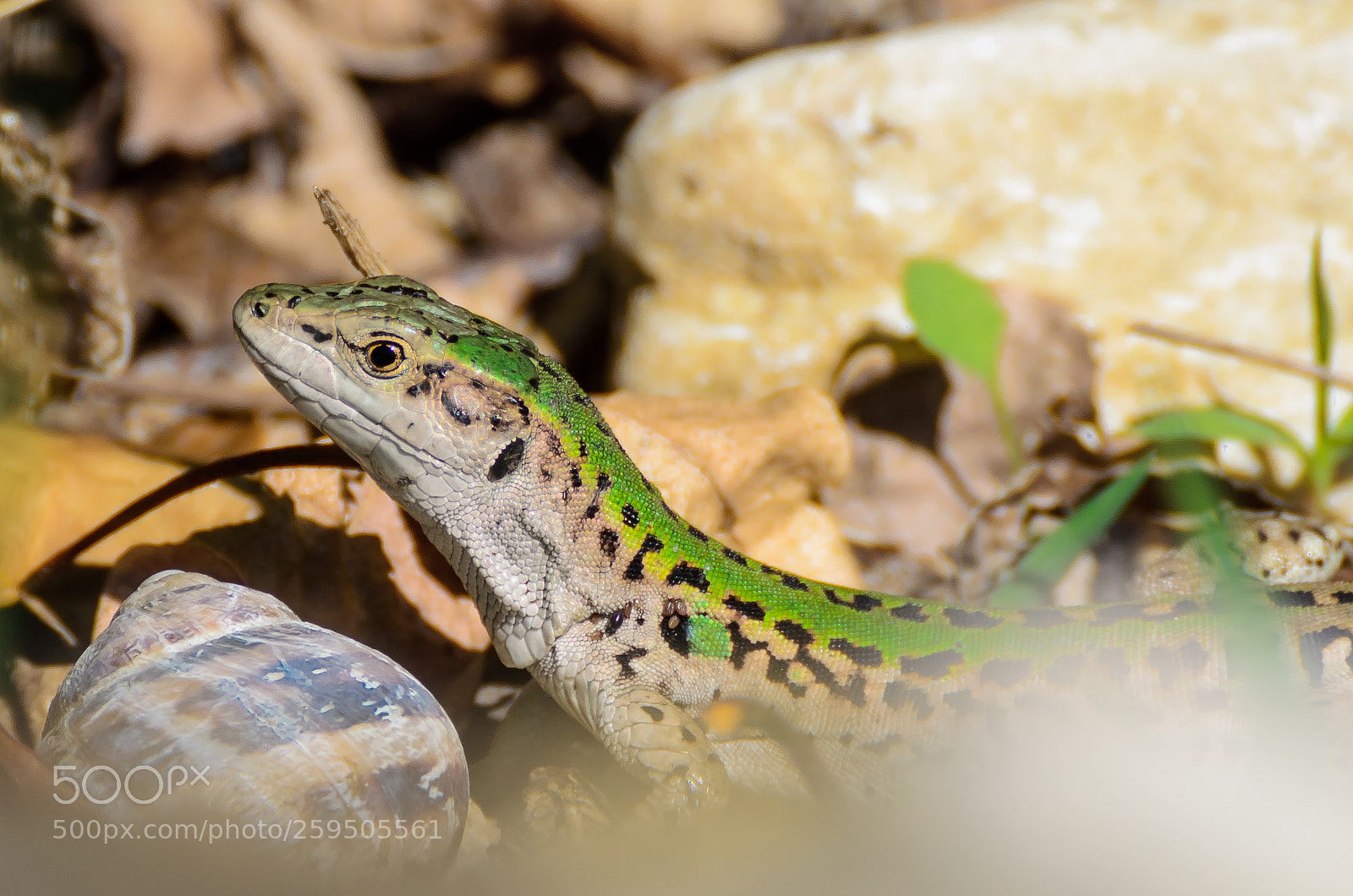 Nikon D7000 sample photo. Lizzard photography