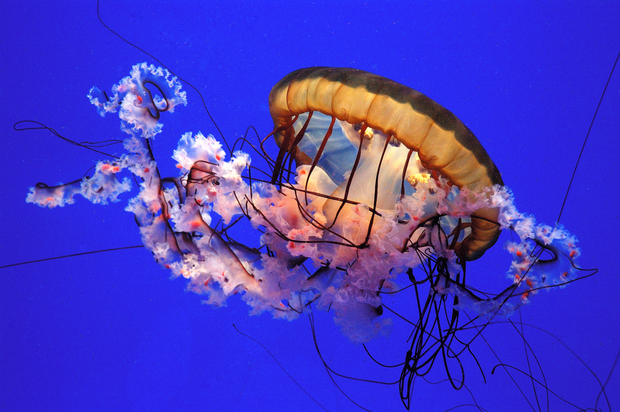 Nikon D70s + Nikon AF-S DX Nikkor 18-70mm F3.5-4.5G ED-IF sample photo. Beautiful jellyfish photography