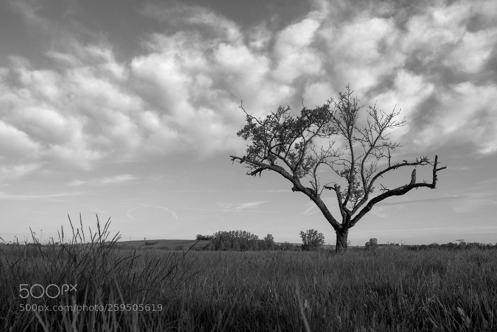 Nikon D5300 sample photo. Einsamer baum photography