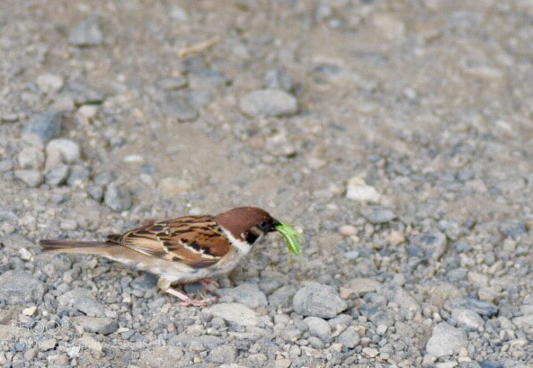 Nikon D7200 sample photo. Sparrow photography
