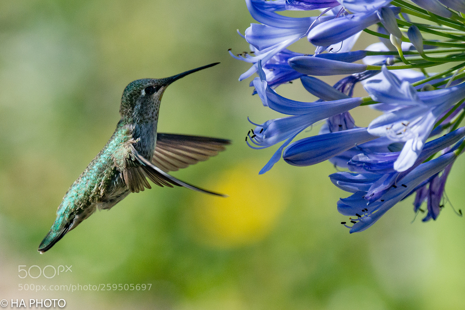 Nikon D800 sample photo. Anna's hummingbird photography