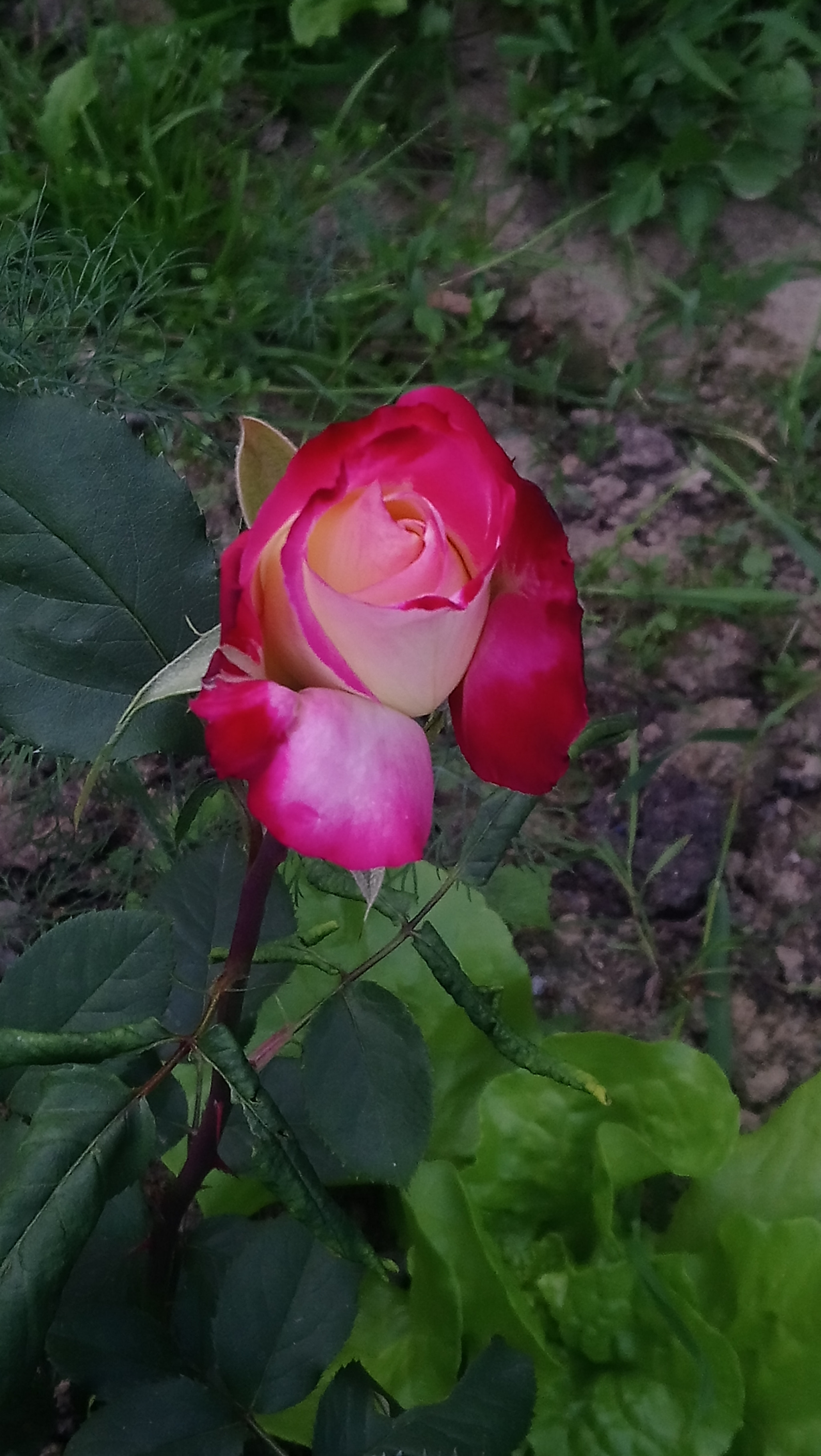Sony Xperia XA1 Ultra sample photo