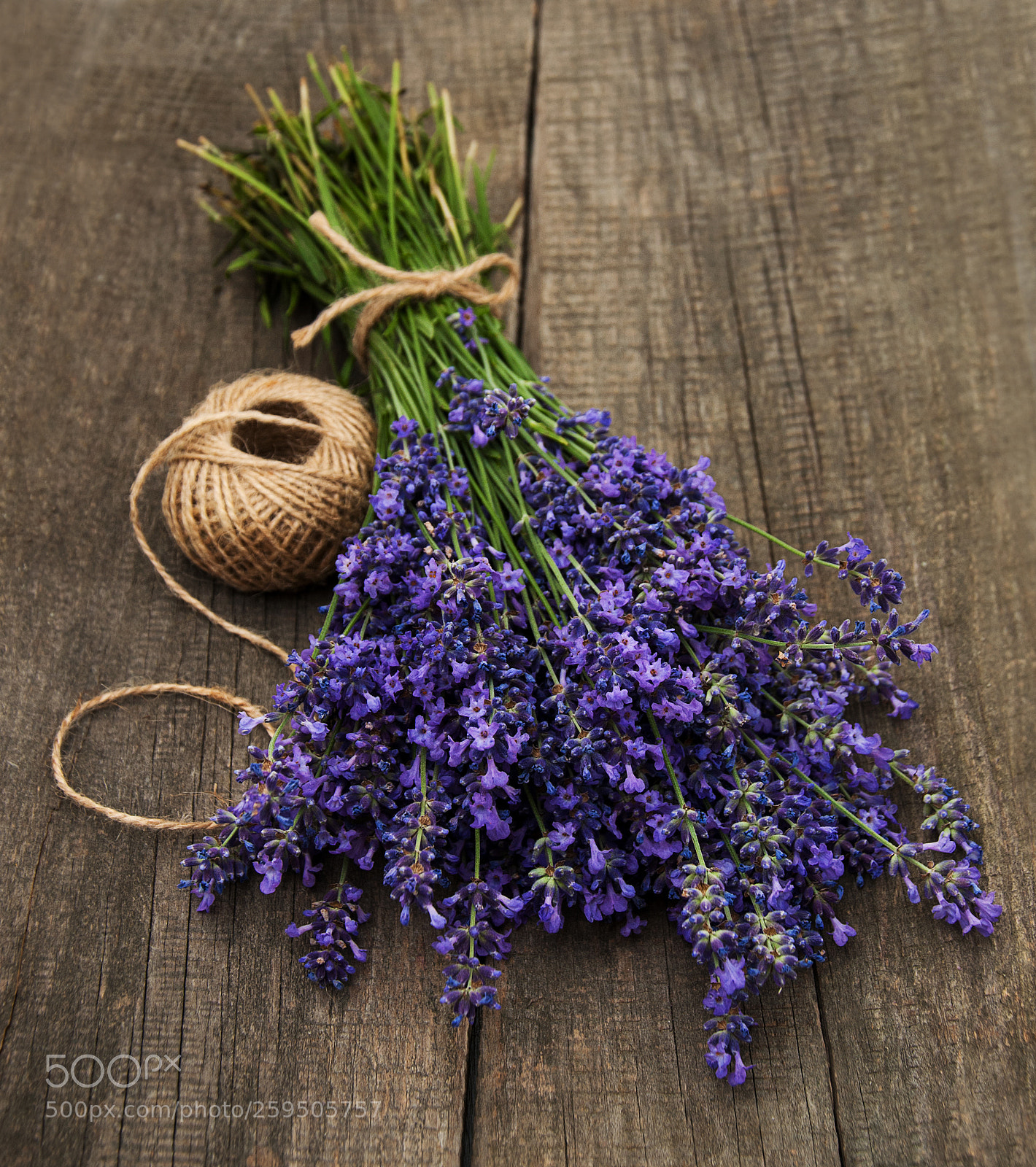 Nikon D90 sample photo. Bunch of lavender photography