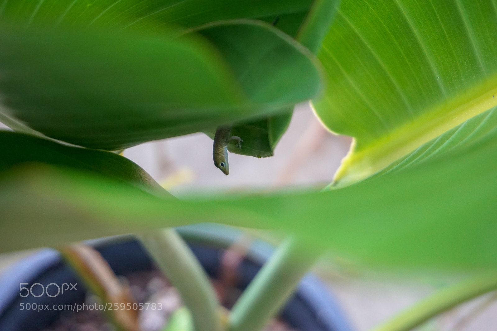 Sony a6000 sample photo. Brave photography