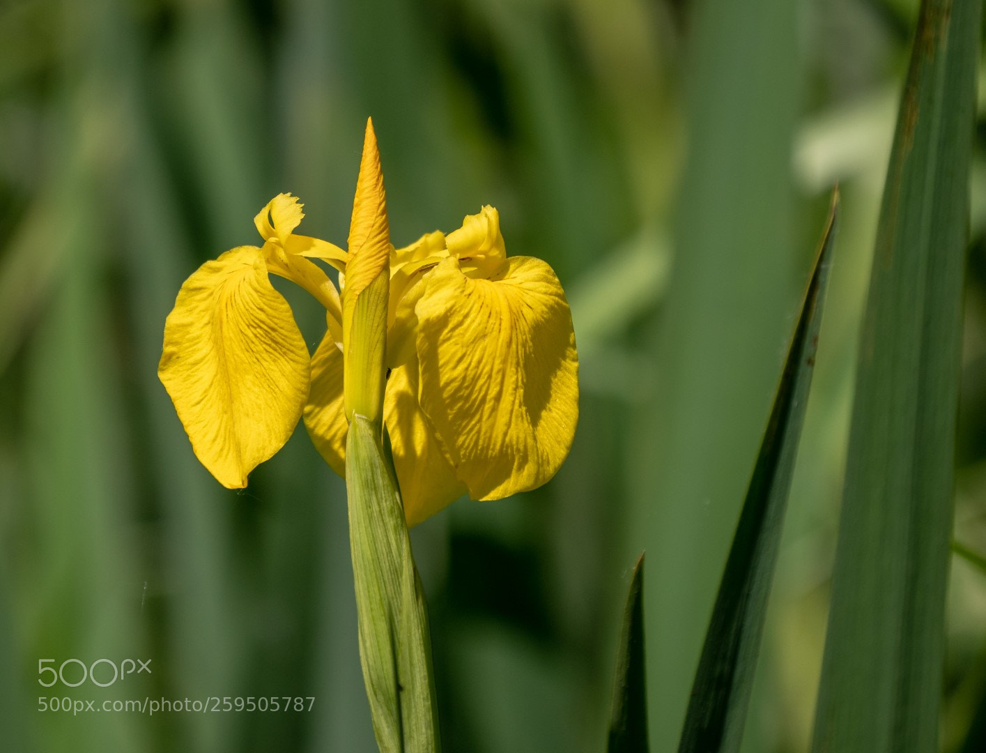 Panasonic Lumix DMC-GX85 (Lumix DMC-GX80 / Lumix DMC-GX7 Mark II) sample photo. Iris pseudacorus photography
