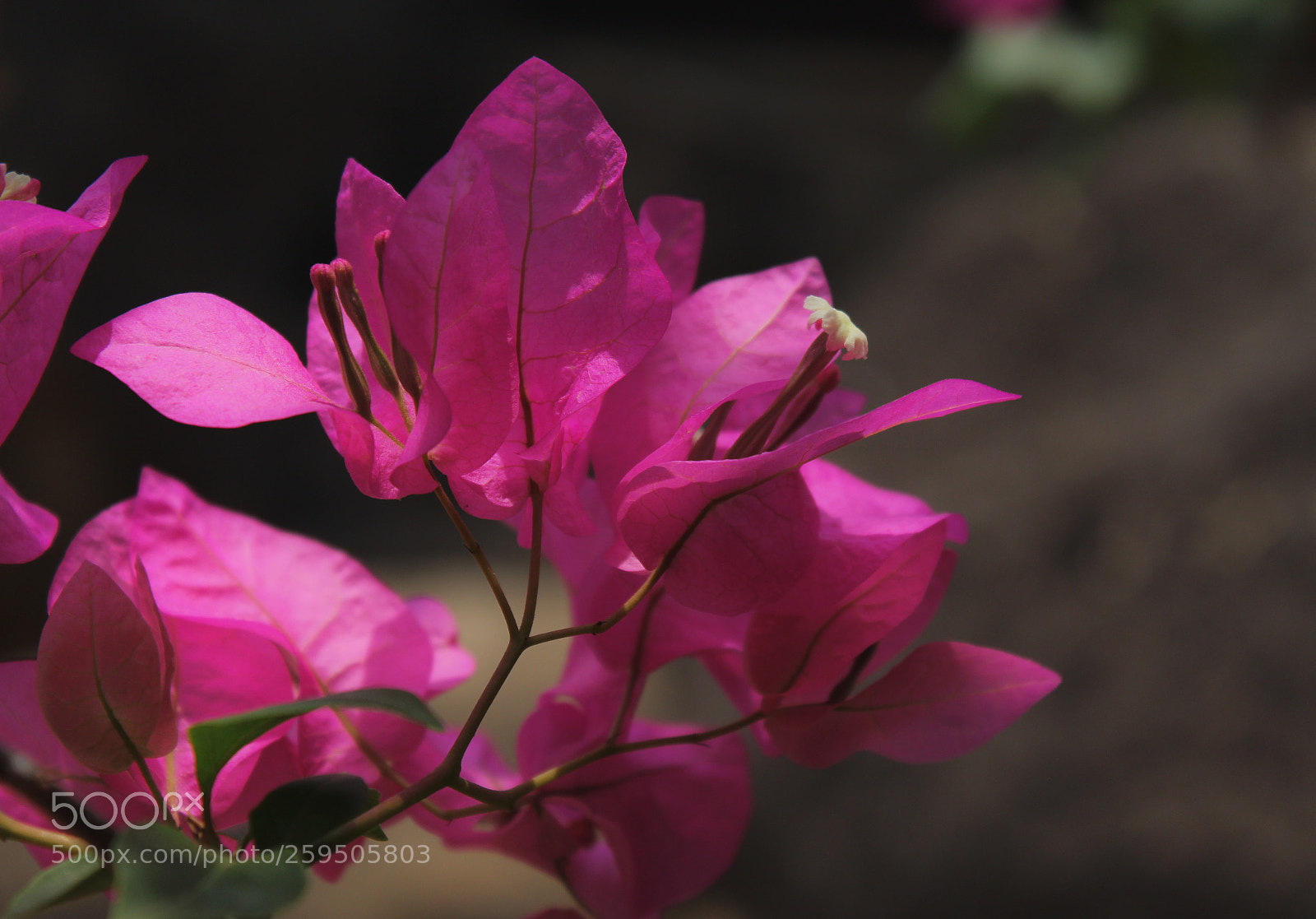 Canon EOS 1300D (EOS Rebel T6 / EOS Kiss X80) sample photo. Flower. photography