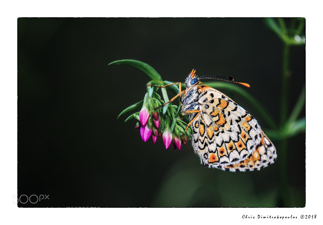 Nikon D7000 sample photo. A closer look of photography