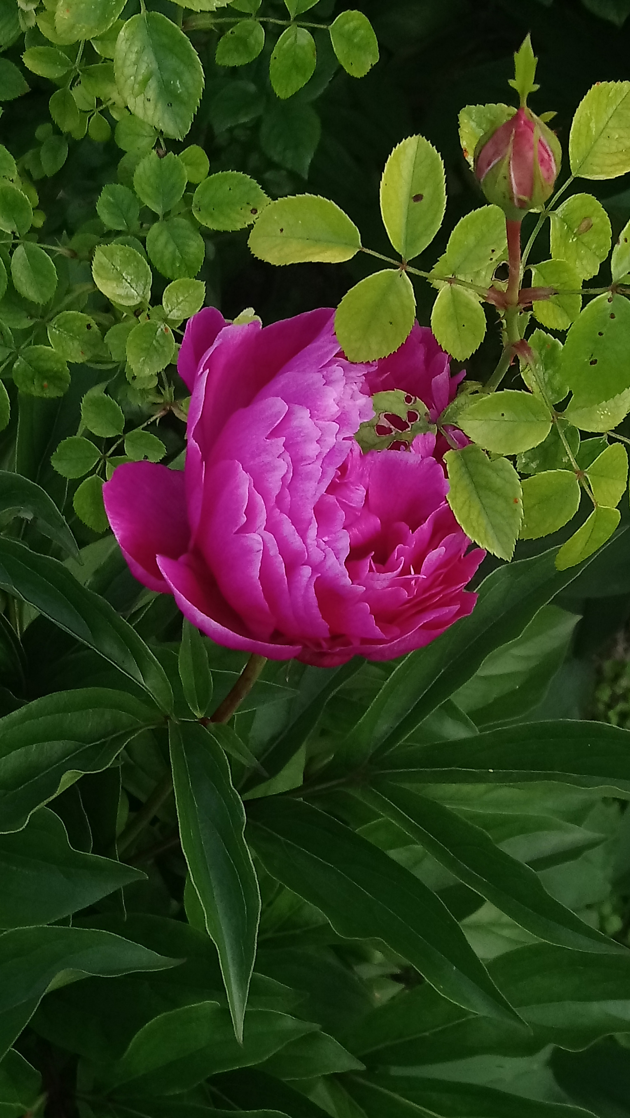 Sony Xperia XA1 Ultra sample photo