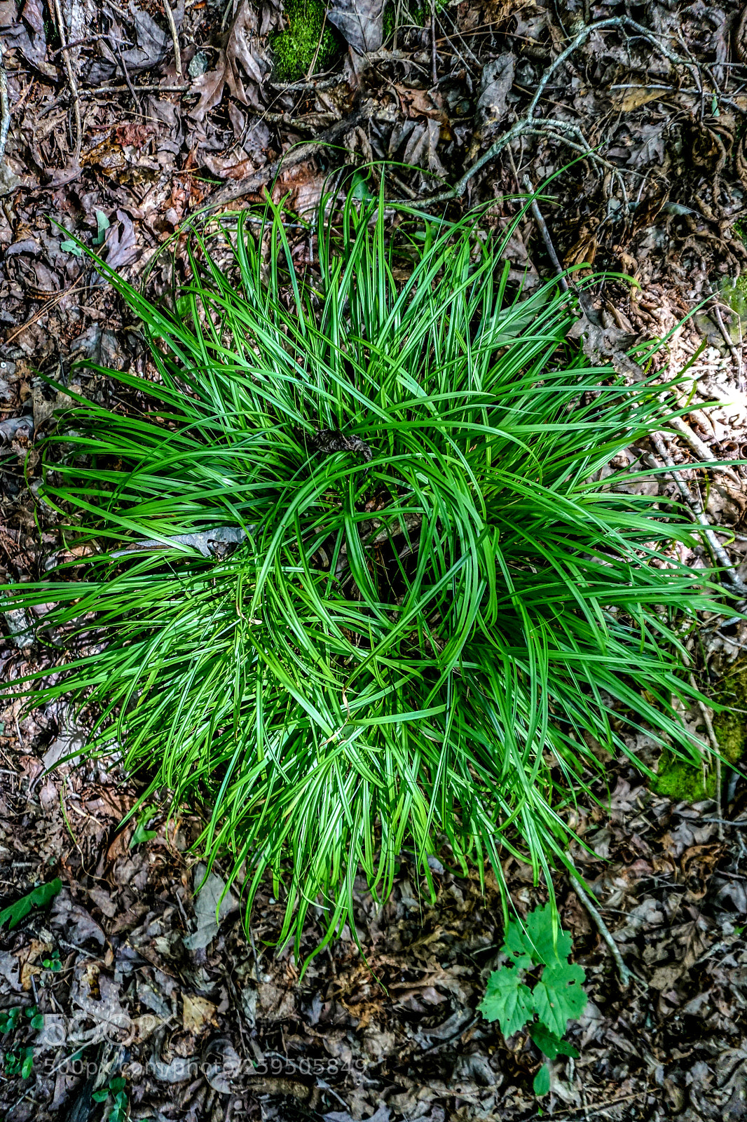 Sony a6000 sample photo. Nest photography