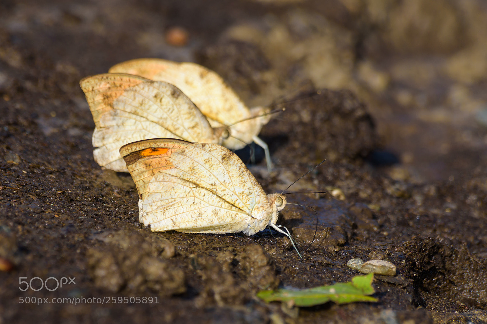 Nikon D7200 sample photo. Great orange tip photography