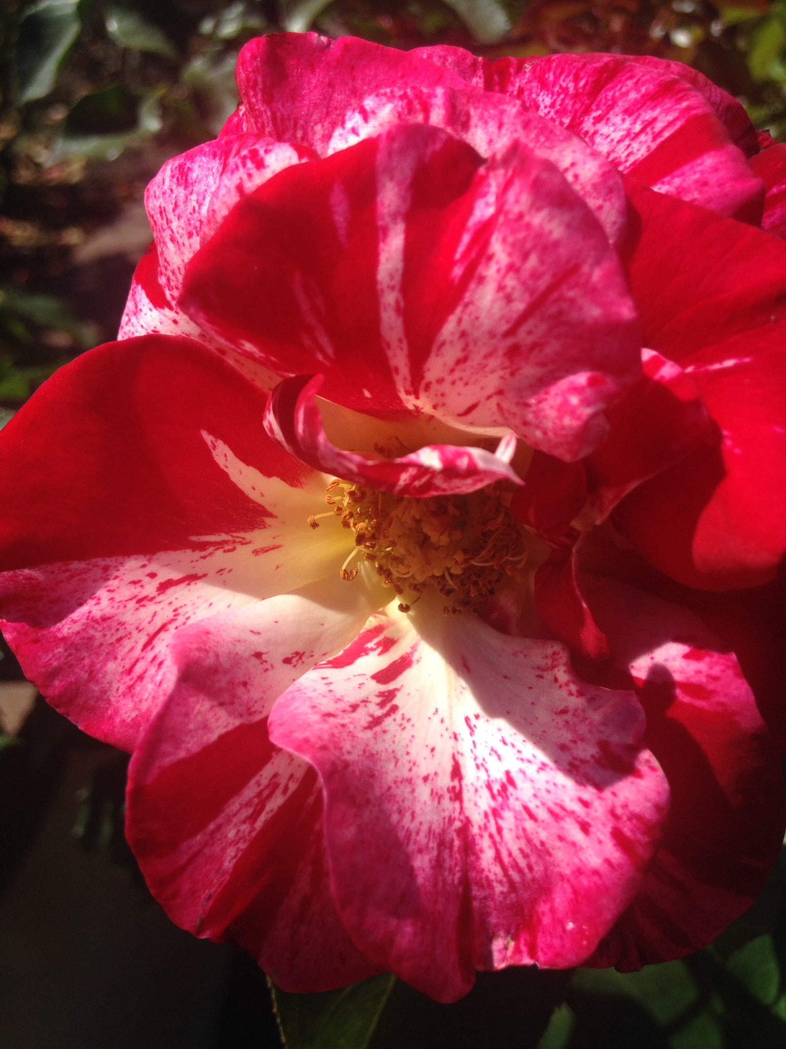 Apple iPhone 5c sample photo. Dfc caacadf photography