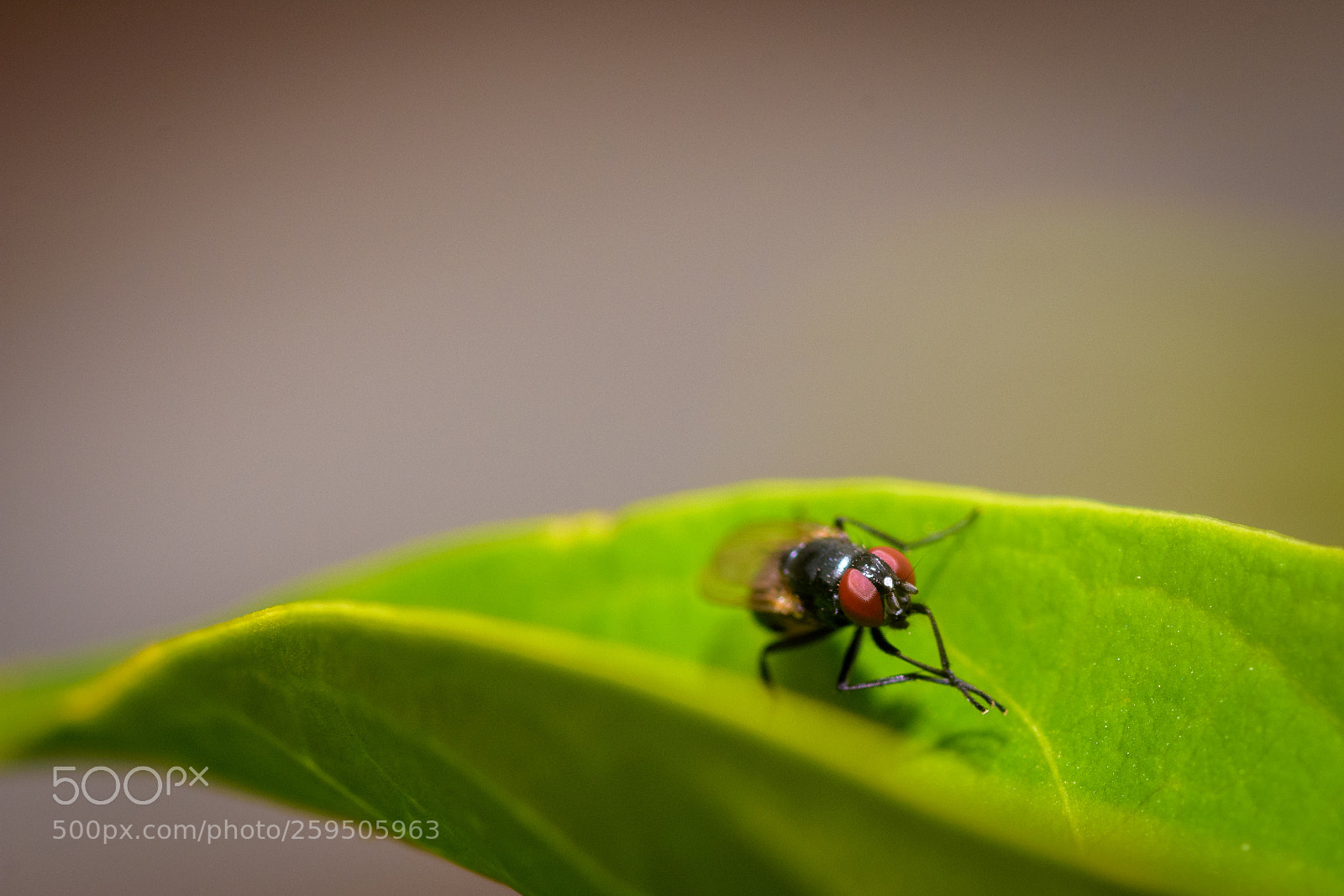 Nikon D7200 sample photo. Common house fly photography