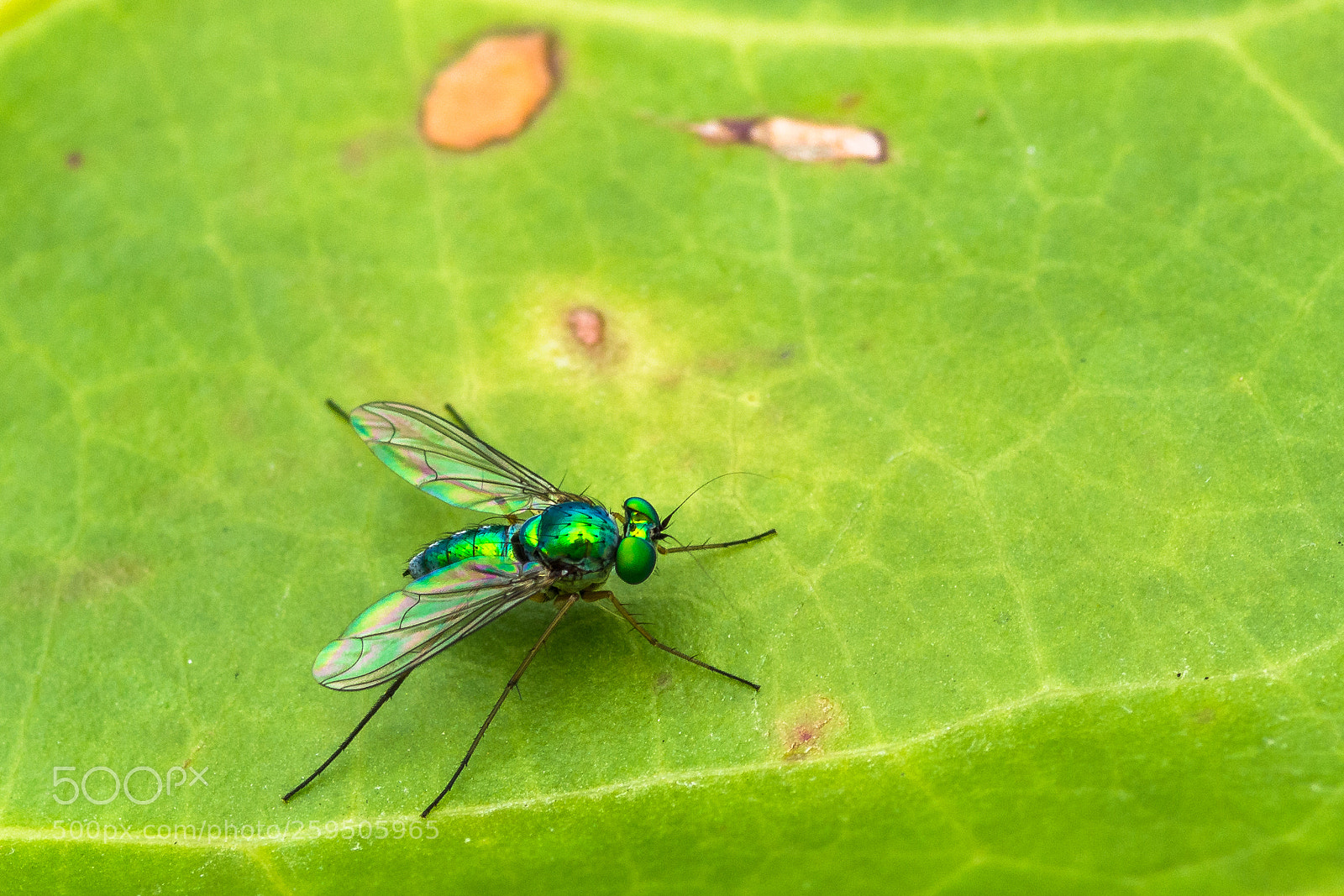 Nikon D7200 sample photo. Tiny world of colors photography