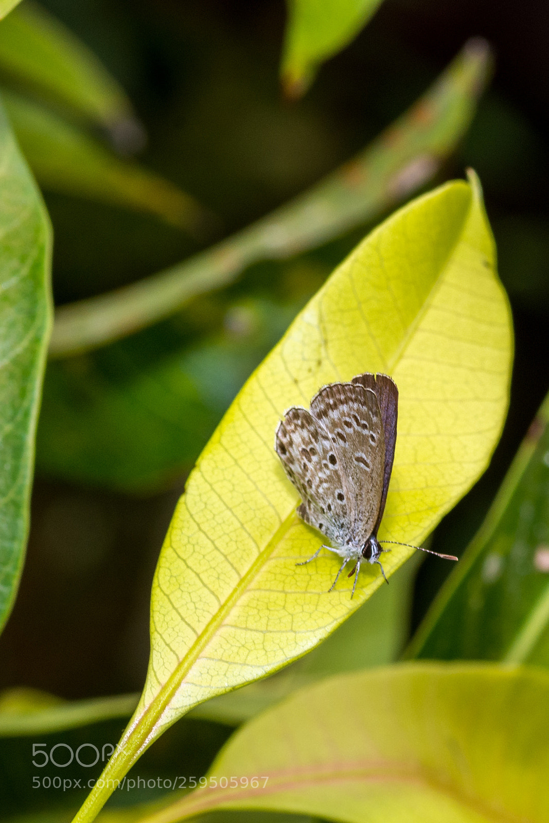Nikon D7200 sample photo. Pointed ciliate blue anthene photography