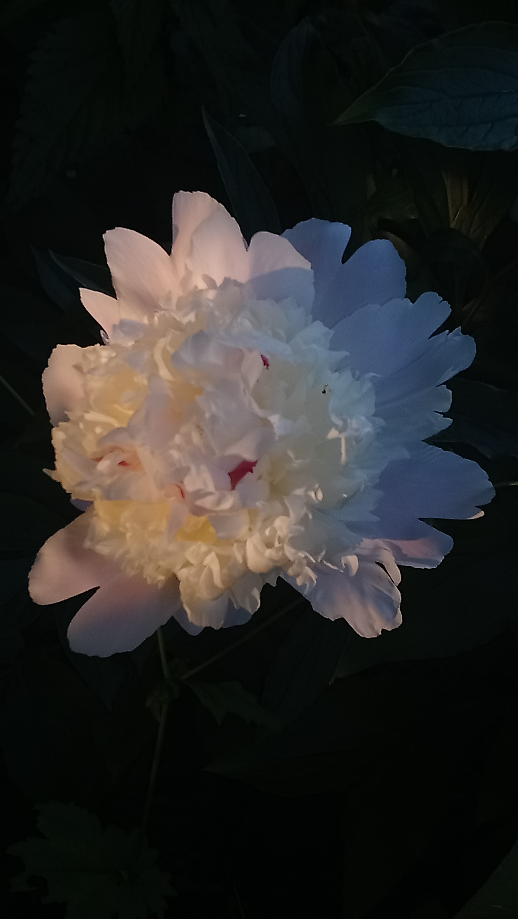 Sony Xperia XA1 Ultra sample photo