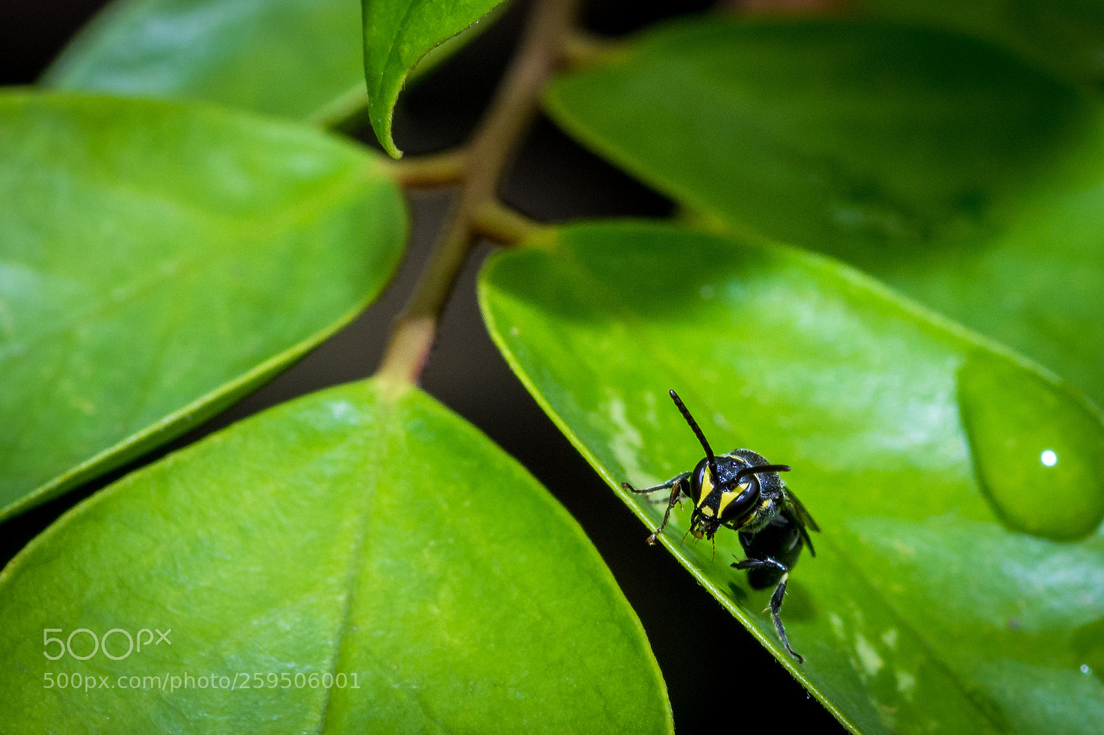 Nikon D7200 sample photo. Macro world photography