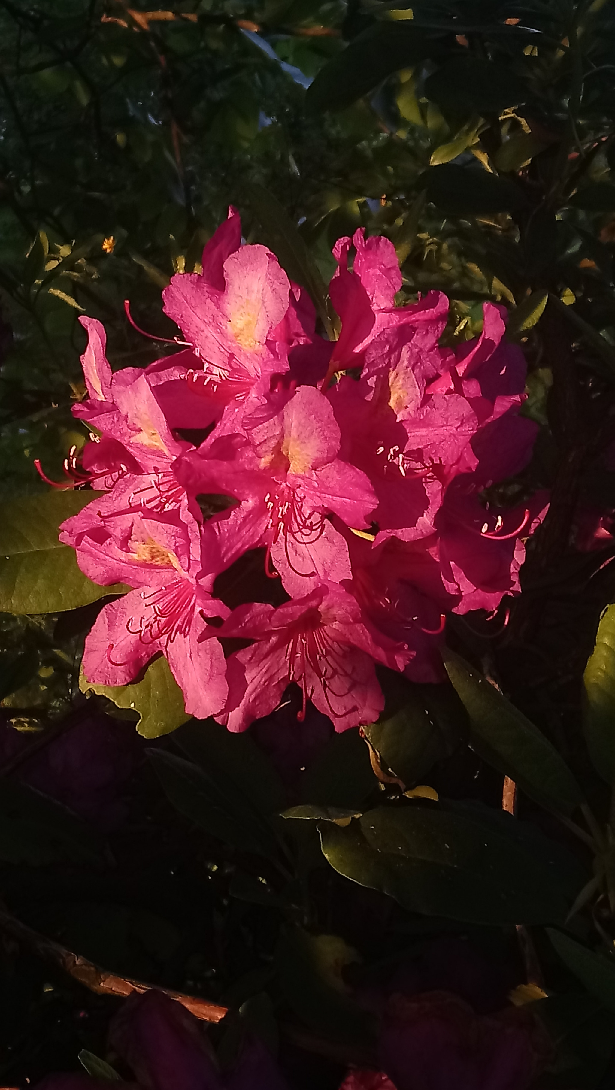Sony Xperia XA1 Ultra sample photo