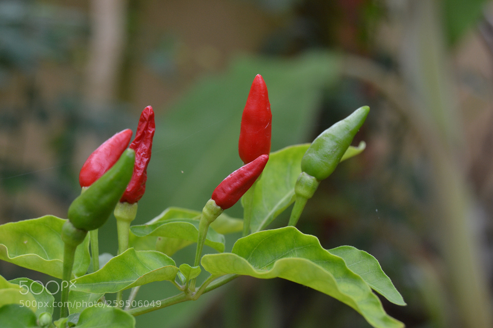 Nikon D3100 sample photo. Red & green photography