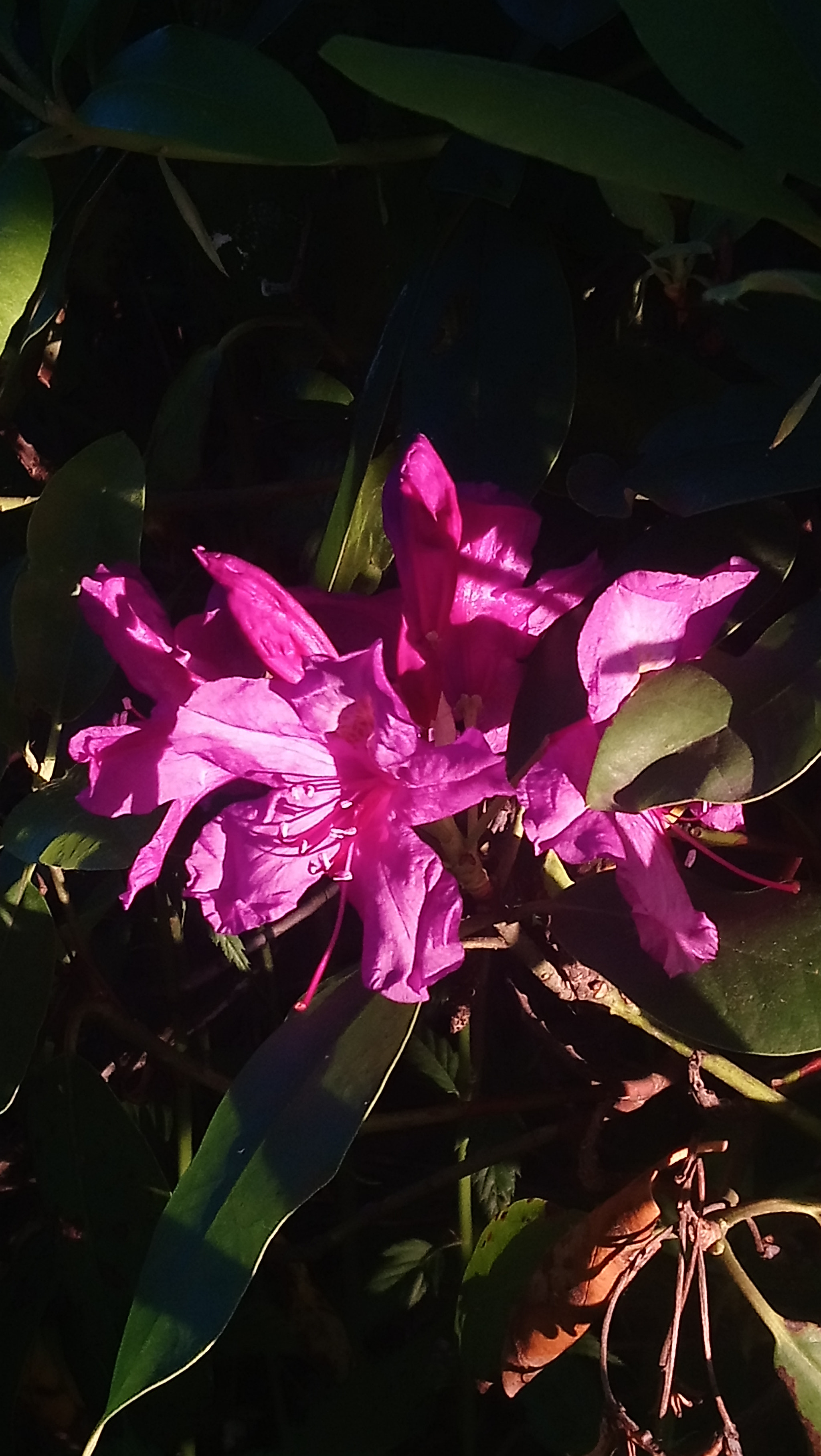 Sony Xperia XA1 Ultra sample photo