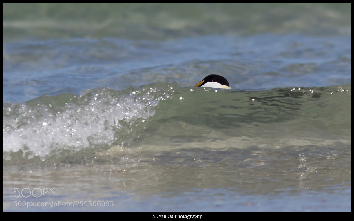 Canon EOS 7D Mark II sample photo. Kiekaboo........ photography