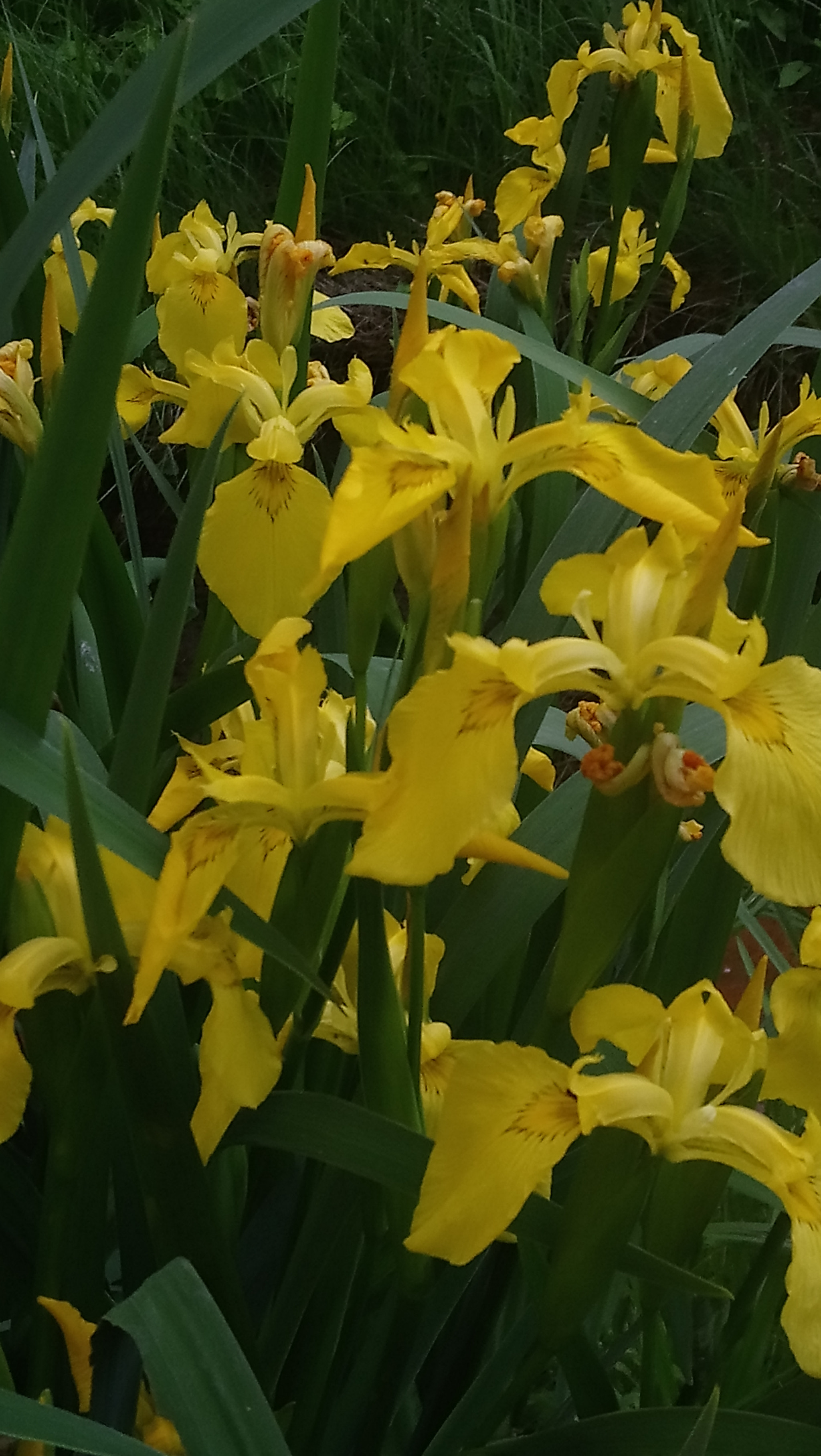 Sony Xperia XA1 Ultra sample photo