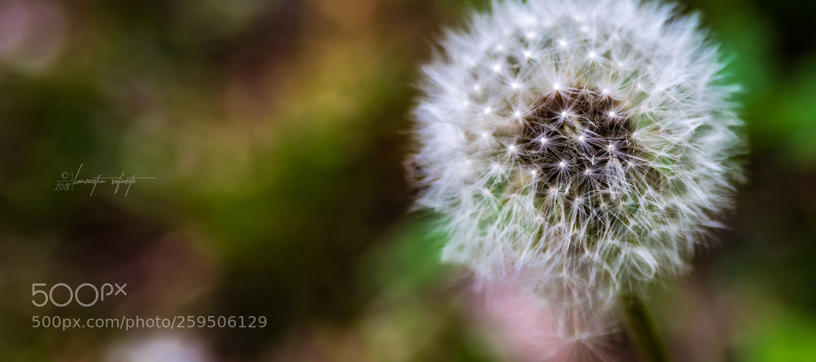 Nikon D750 sample photo. Fly away photography