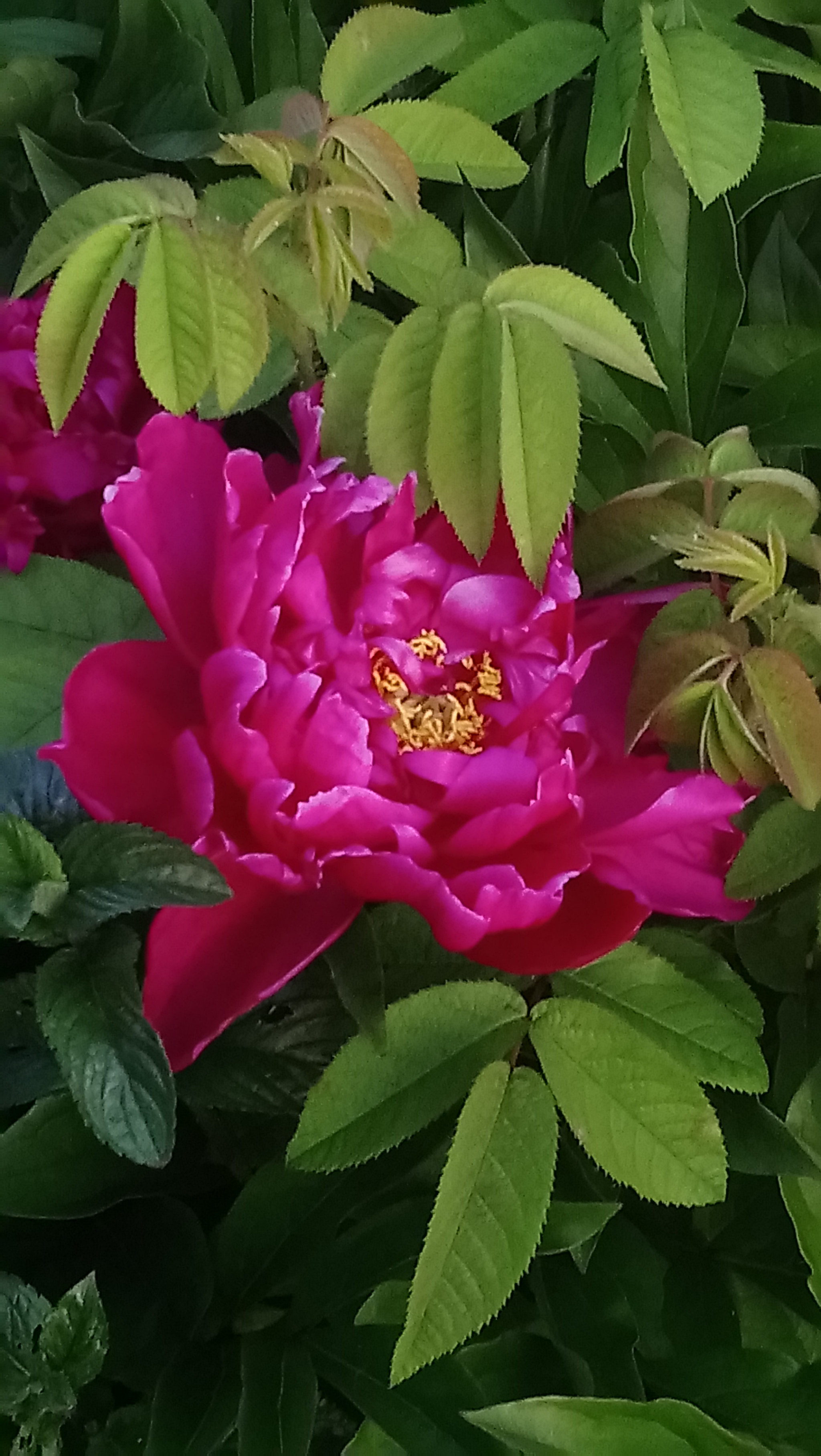 Sony Xperia XA1 Ultra sample photo