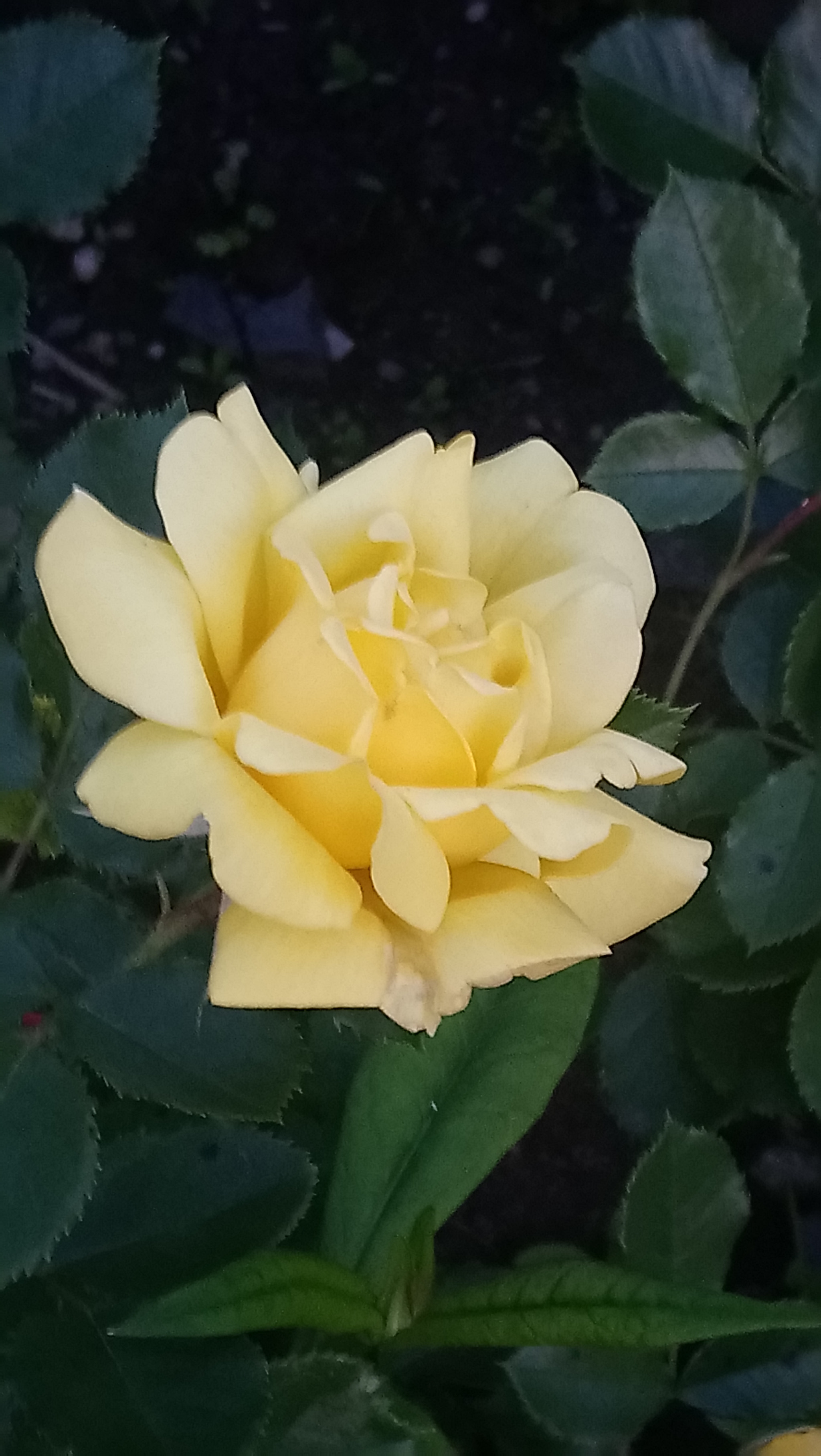 Sony Xperia XA1 Ultra sample photo