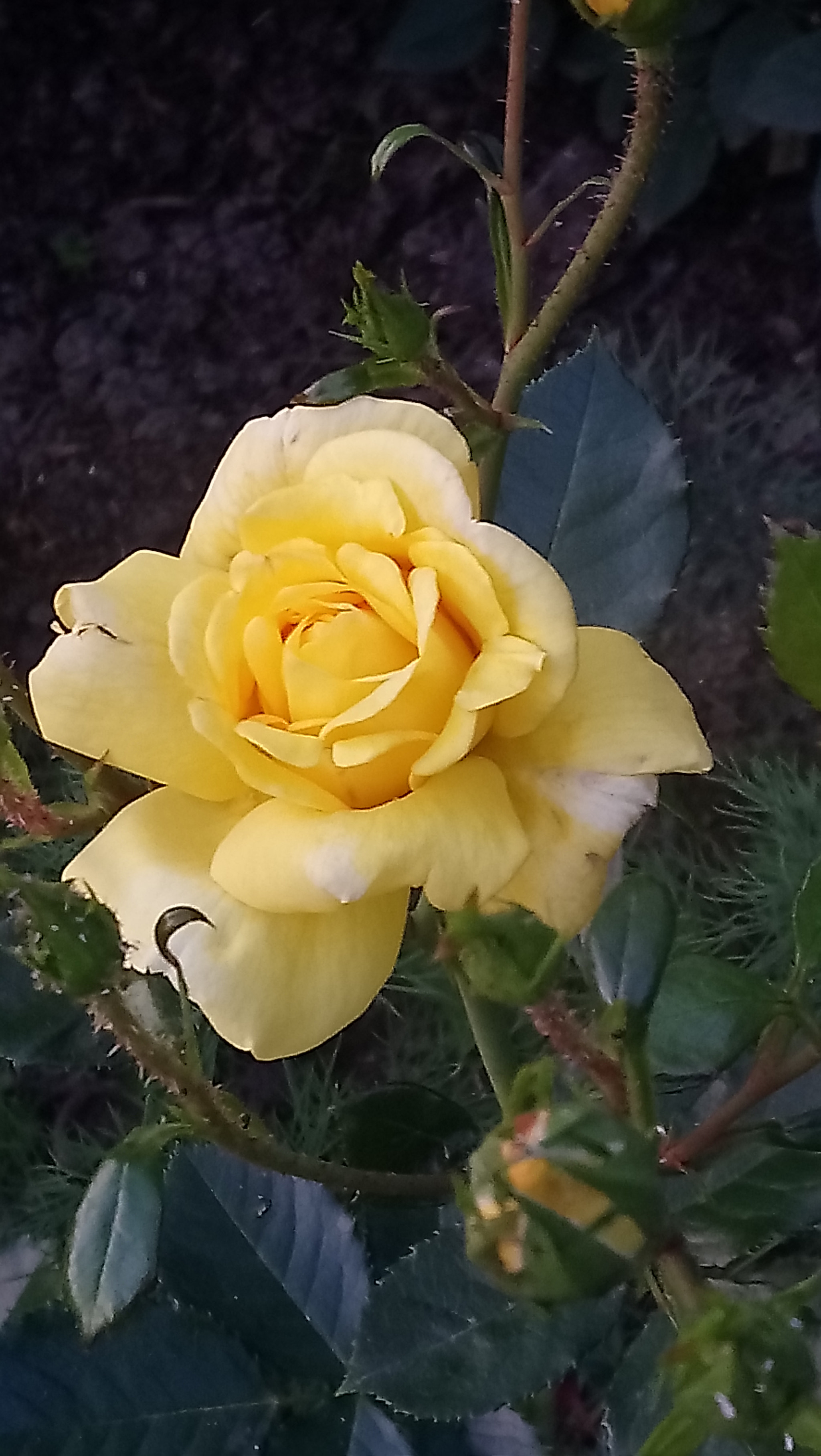 Sony Xperia XA1 Ultra sample photo