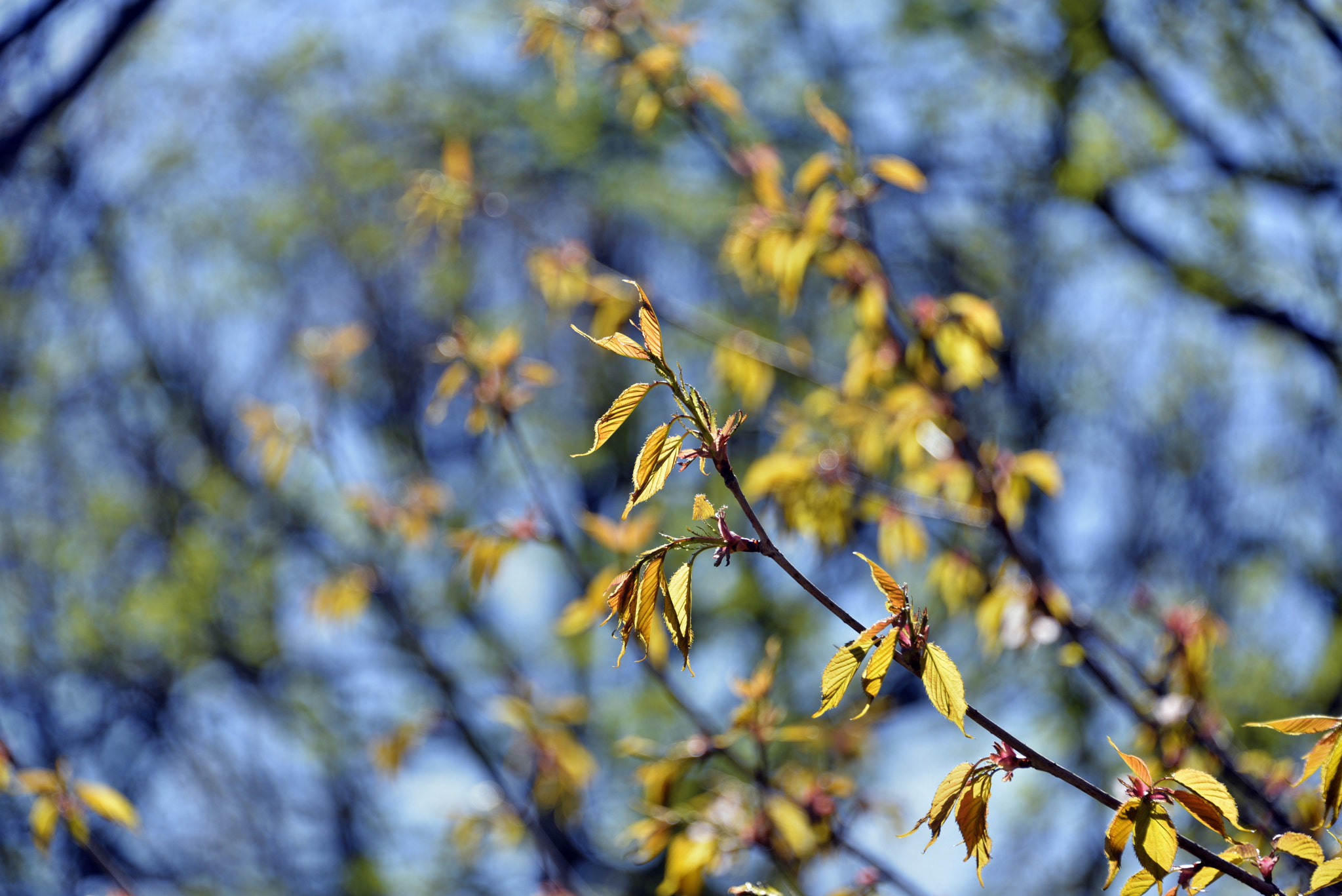 Nikon D610 sample photo. Spring in spb photography