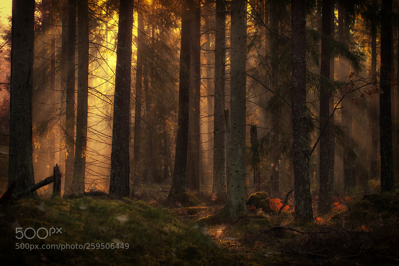 Canon EOS 5D Mark II sample photo. Forest photography